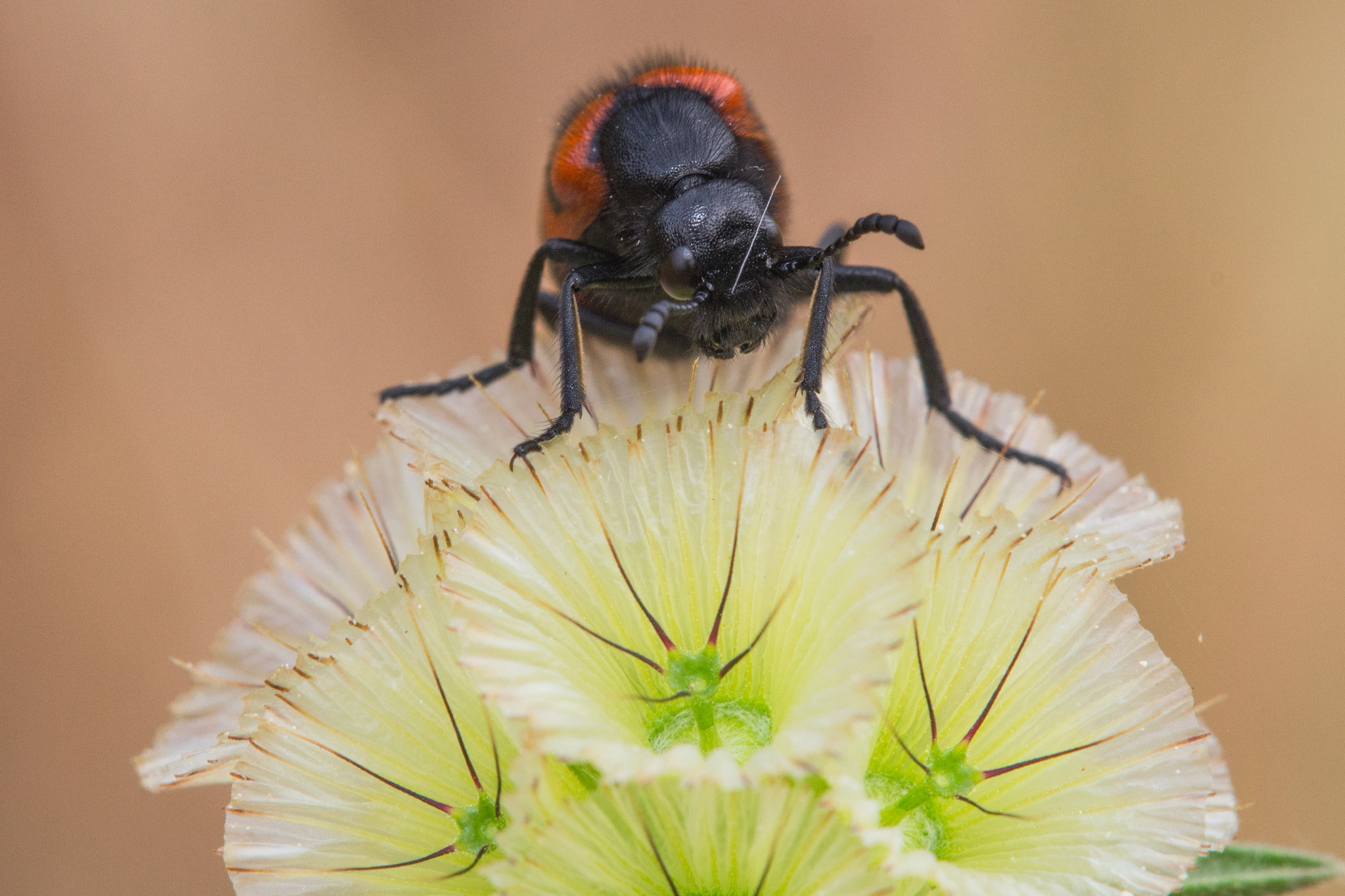 Tamron SP AF 180mm F3.5 Di LD (IF) Macro sample photo. (--) photography