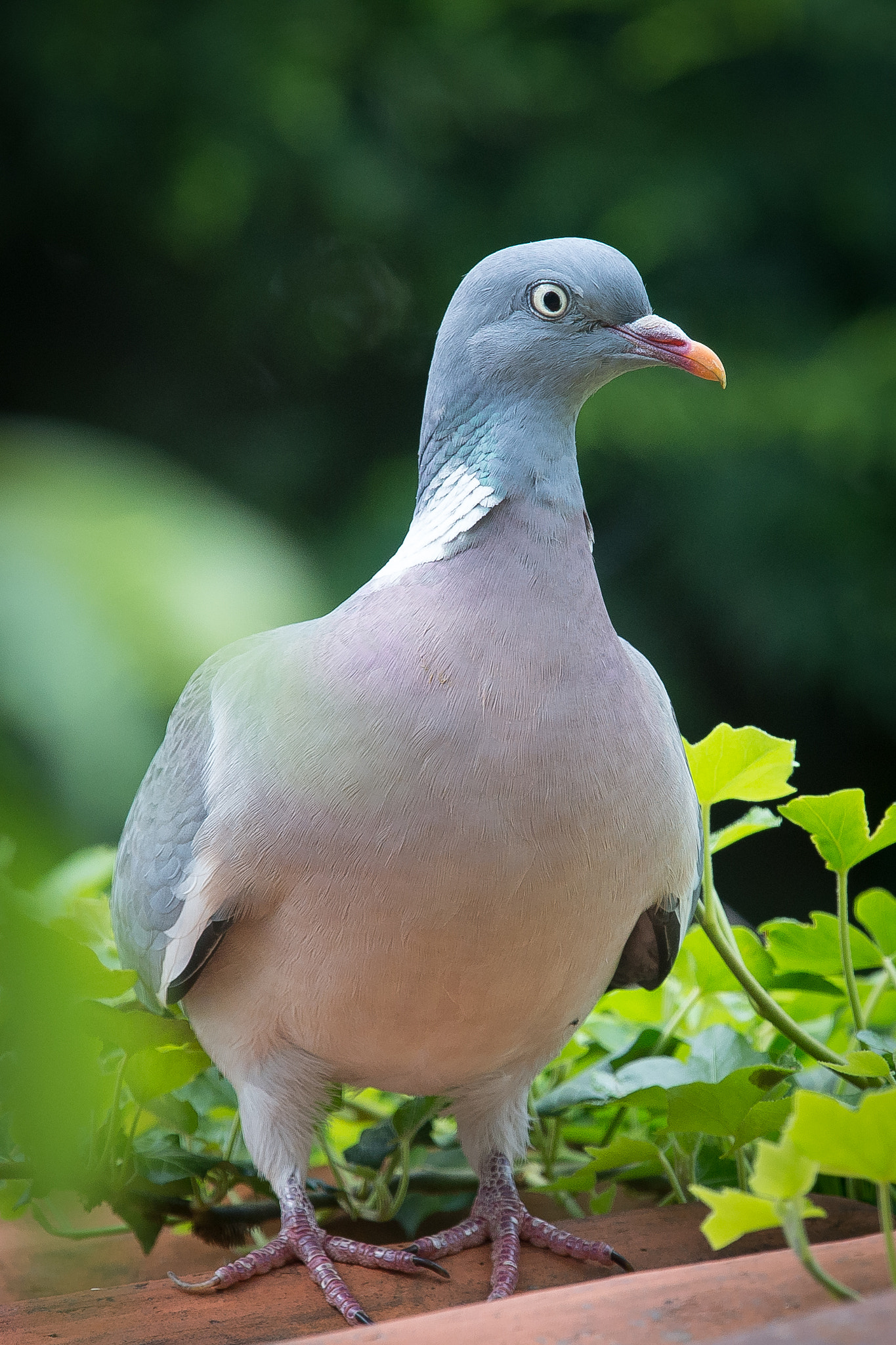 Nikon Nikkor AF-S 300mm F4E PF ED VR sample photo. Le pigeon photography