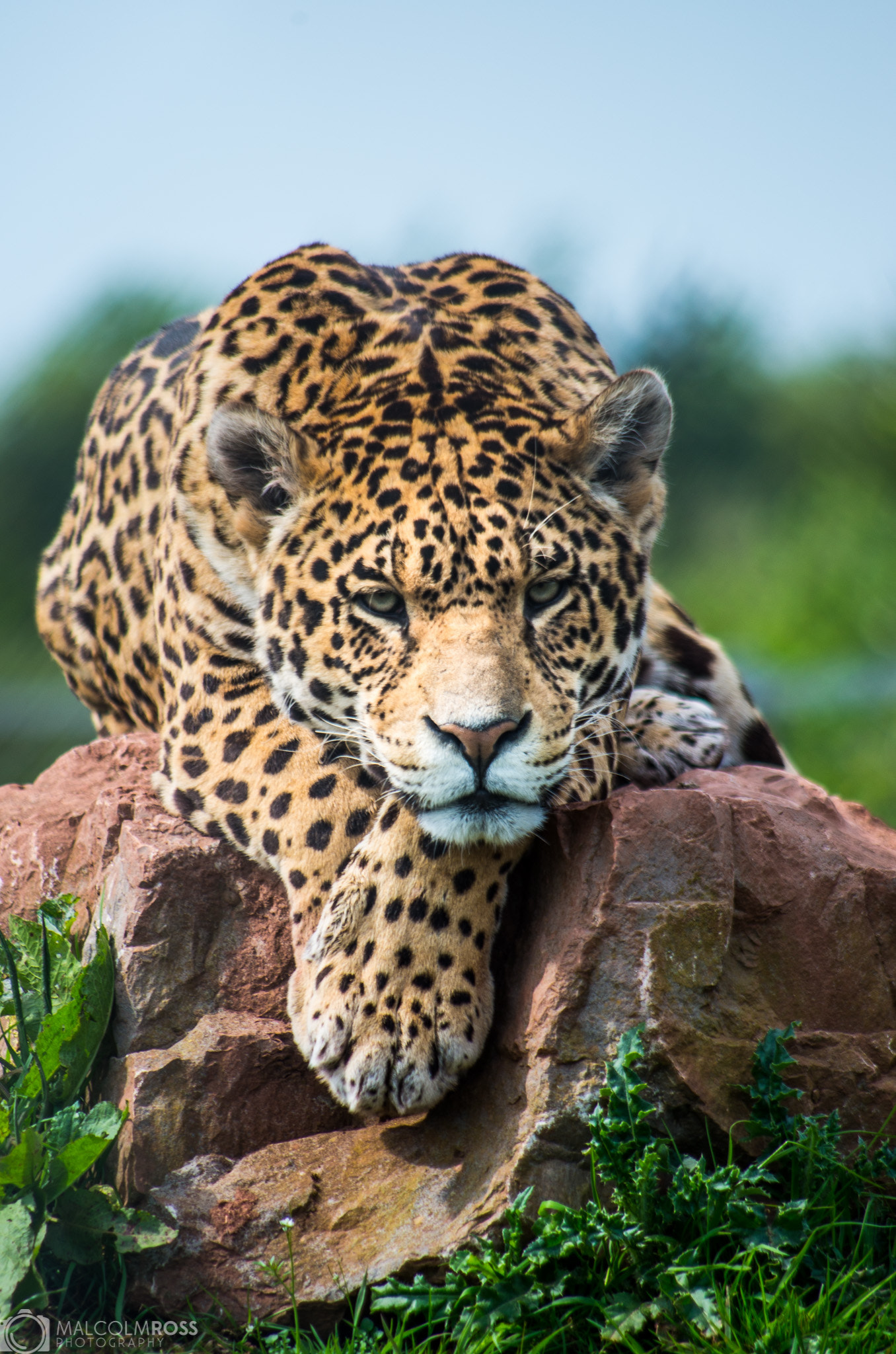 Pentax smc DA 55-300mm F4.0-5.8 ED sample photo. Big cat photography