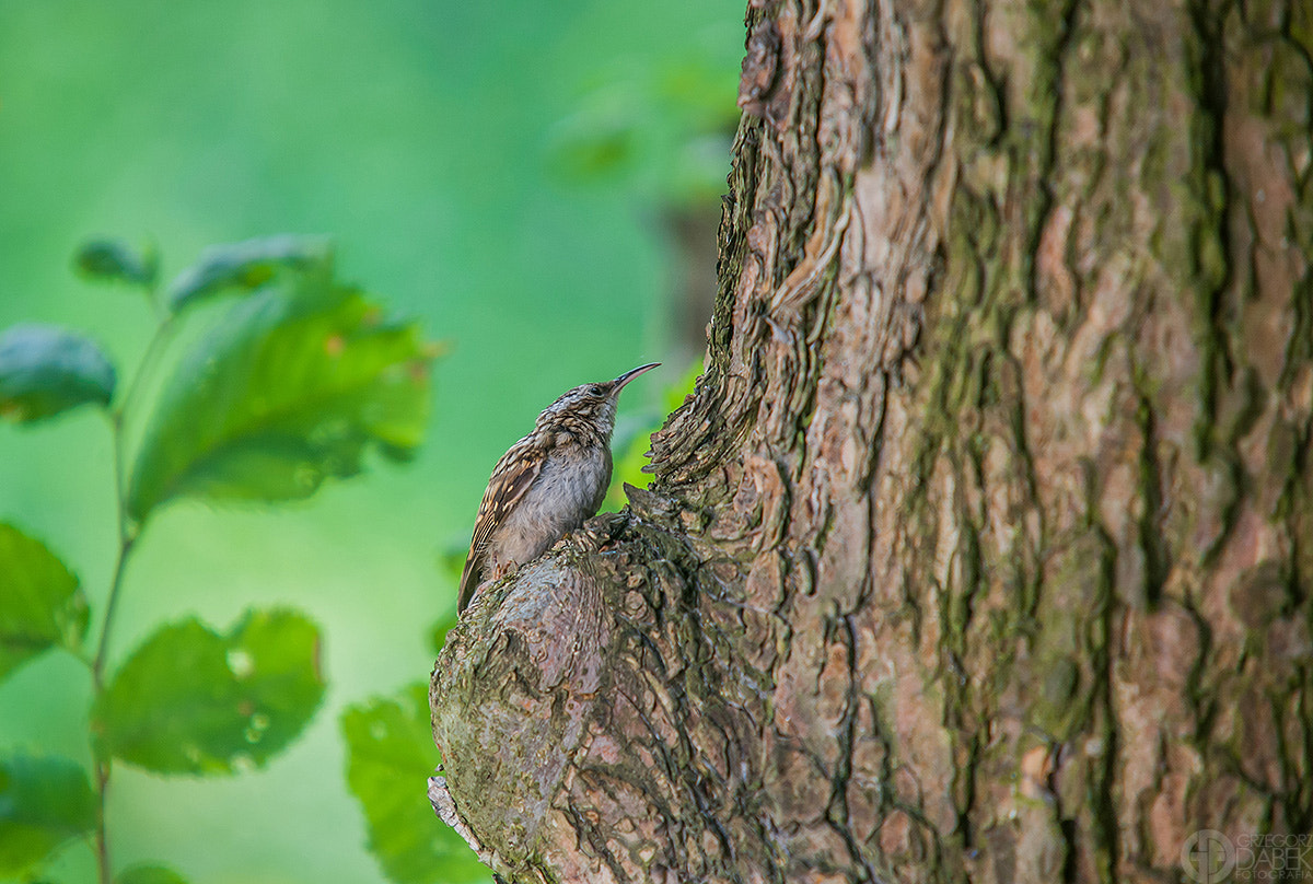 Nikon D700 + Sigma APO 100-300mm F4 EX IF HSM sample photo. Common treecreeper photography