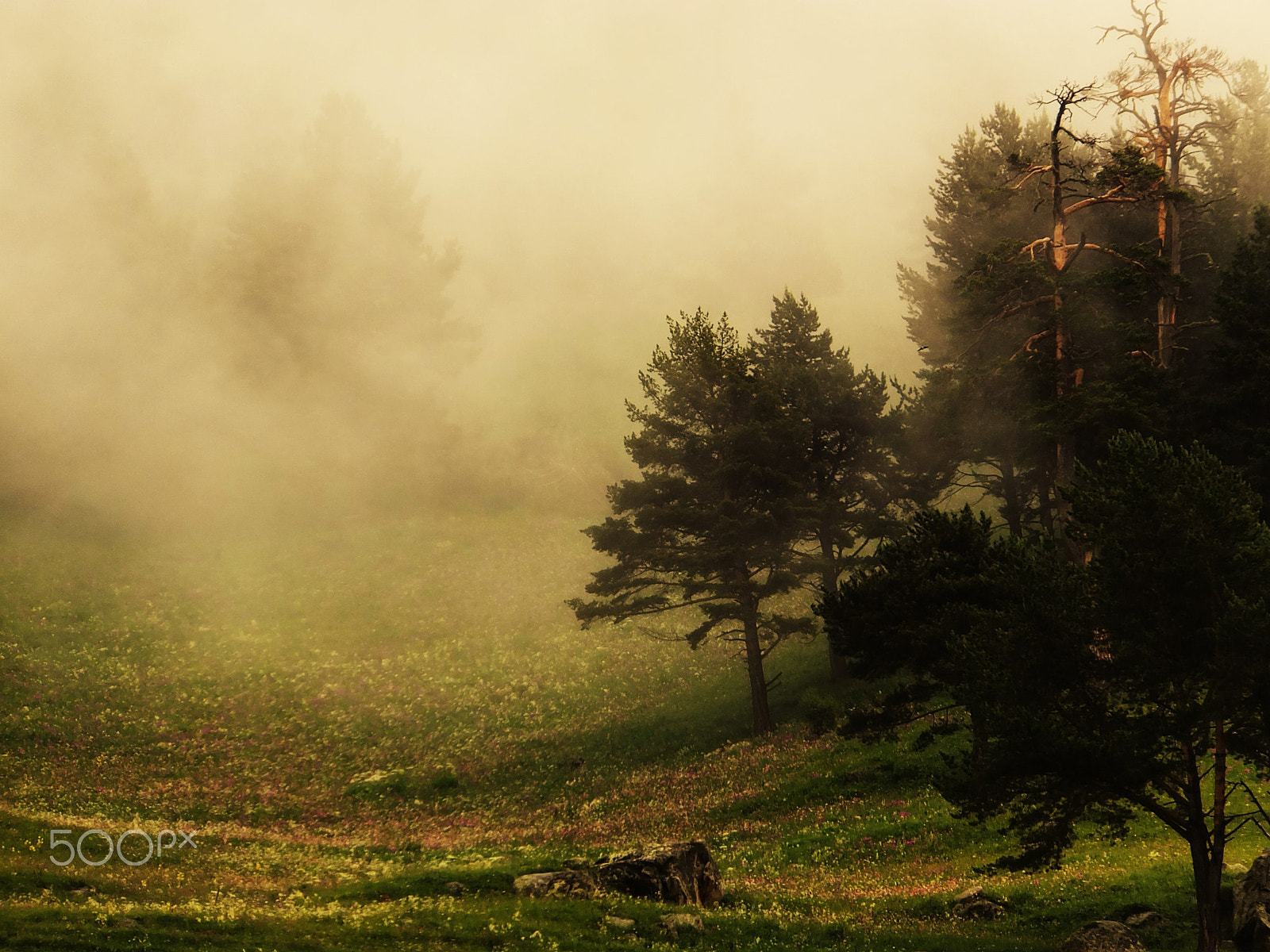 Fujifilm FinePix F770EXR (FinePix F775EXR) sample photo. Foggy forest photography