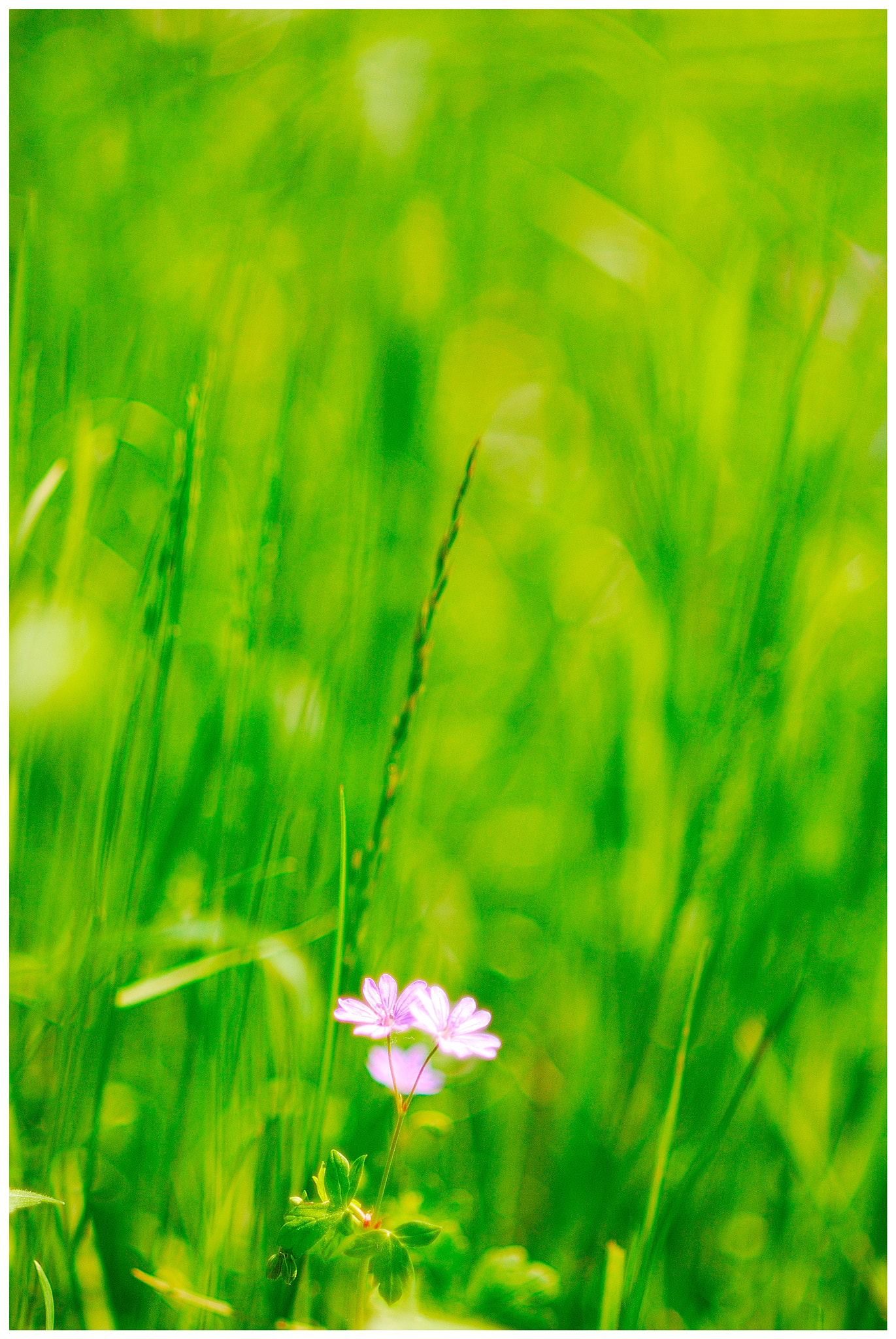 Nikon AF Nikkor 85mm F1.8D sample photo. 4138.jpg photography