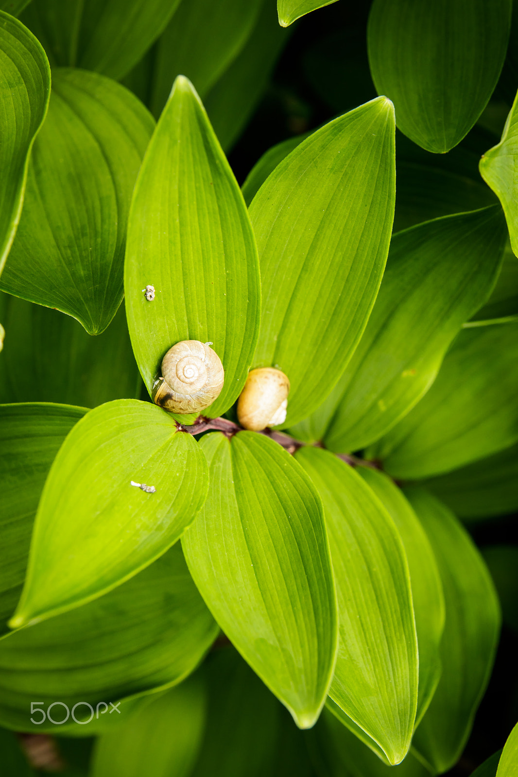 Tamron SP AF 17-50mm F2.8 XR Di II LD Aspherical (IF) sample photo. Snails on green leaves photography