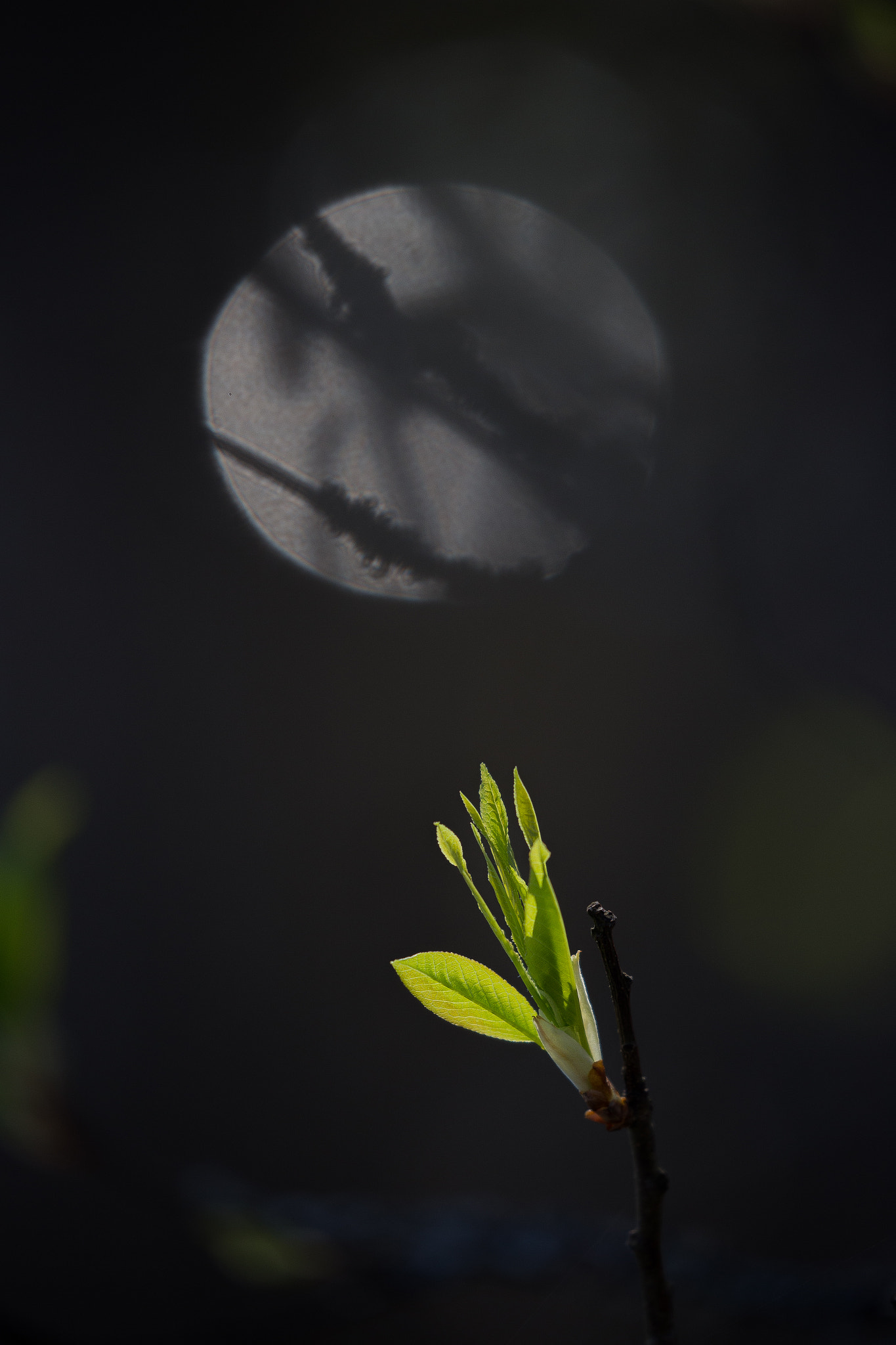 Canon EF 100-400mm F4.5-5.6L IS II USM sample photo. Spring photography
