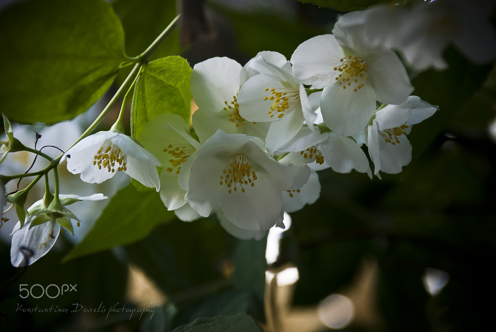 Nikon D200 sample photo. Fouli flower photography