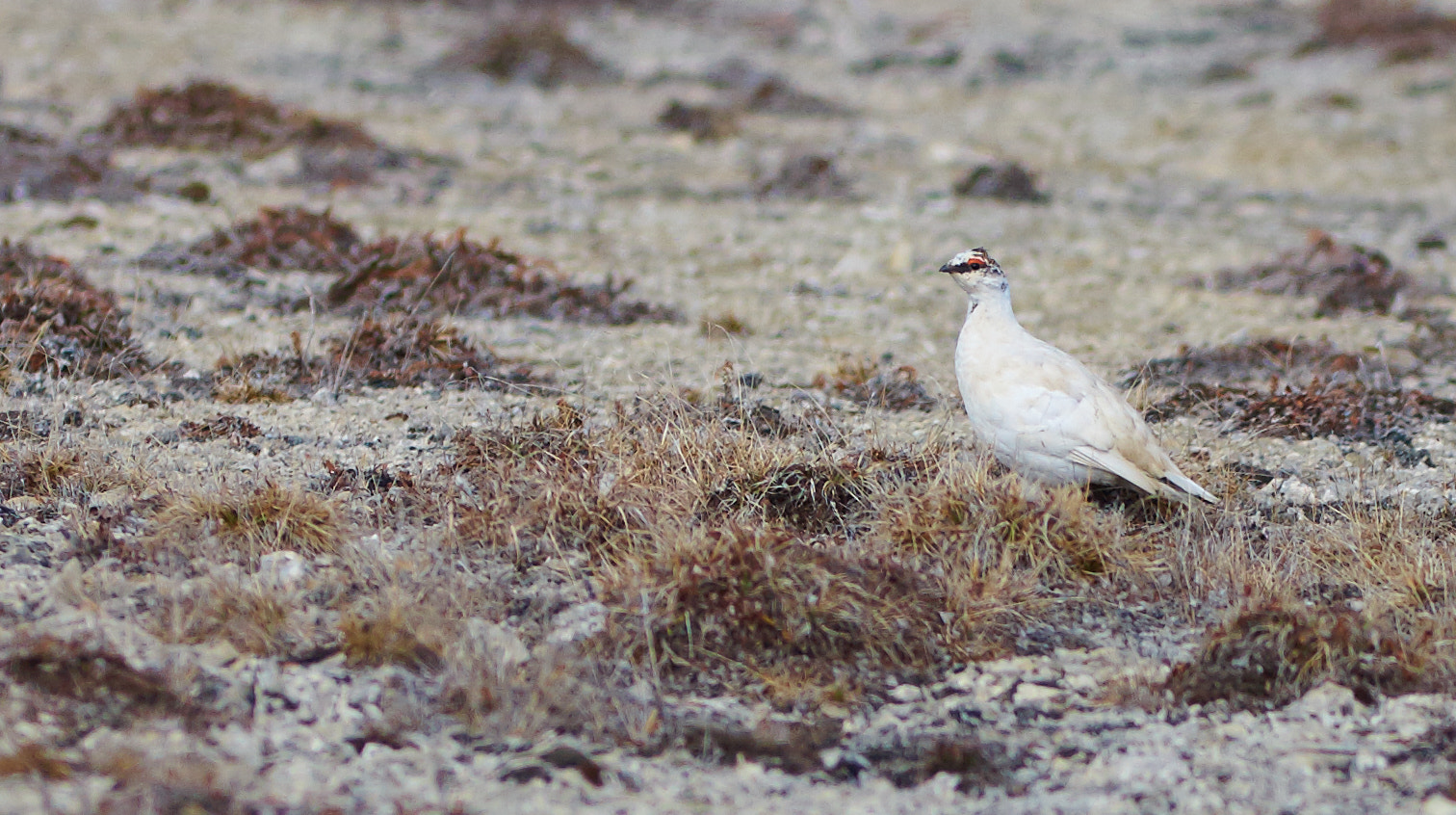 Canon EF 300mm F4L IS USM sample photo. Ptarmigan photography