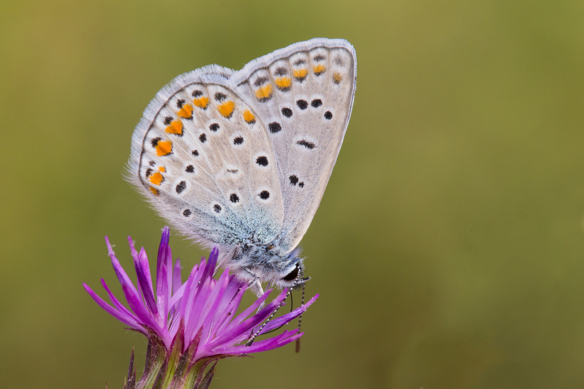 Tamron SP AF 180mm F3.5 Di LD (IF) Macro sample photo. Common blue photography