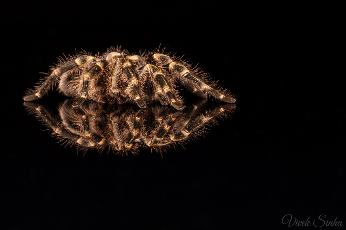 Sigma APO Macro 180mm F2.8 EX DG OS HSM sample photo. Tarantula photography