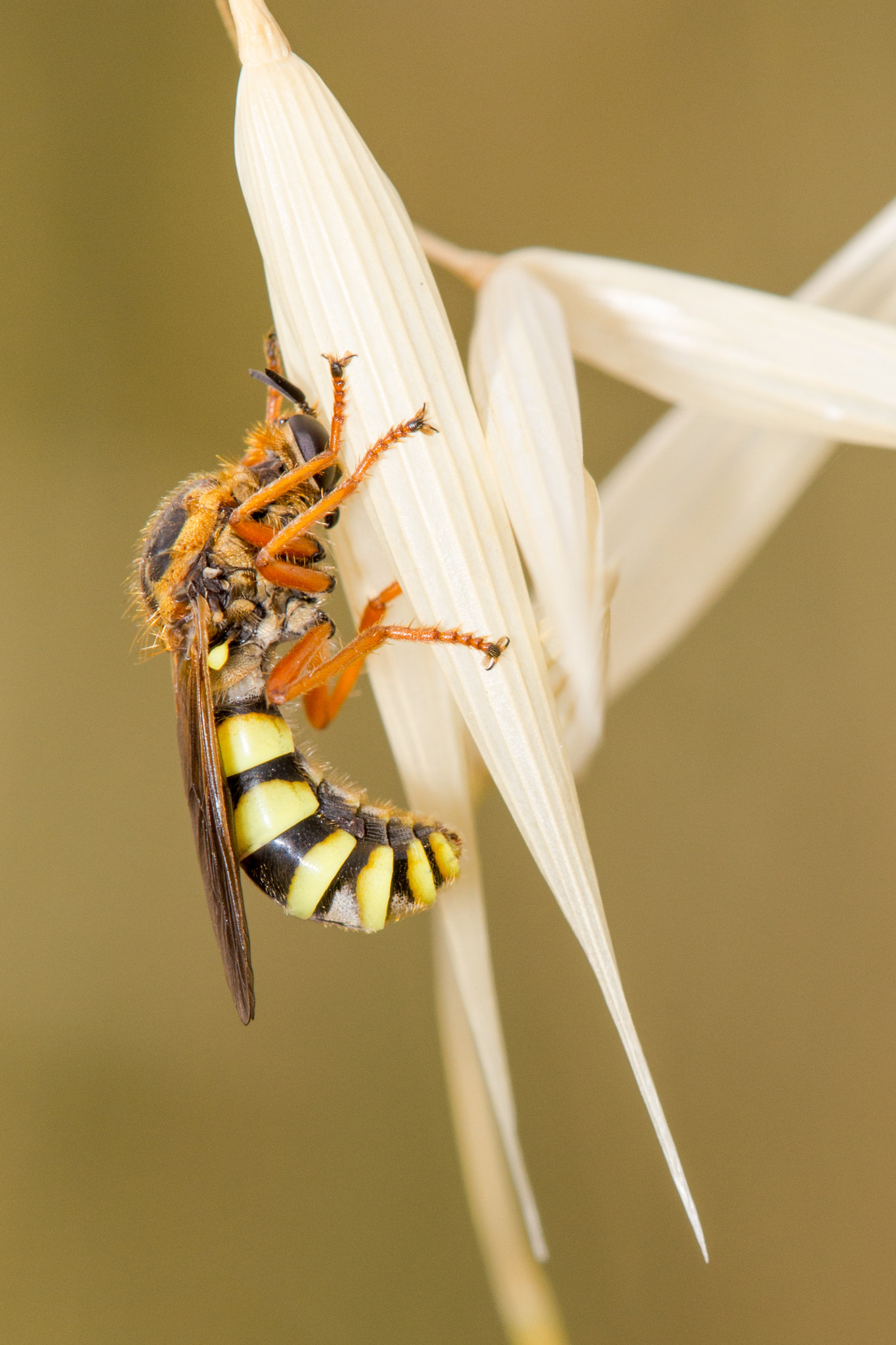 Tamron SP AF 180mm F3.5 Di LD (IF) Macro sample photo. Robber fly photography
