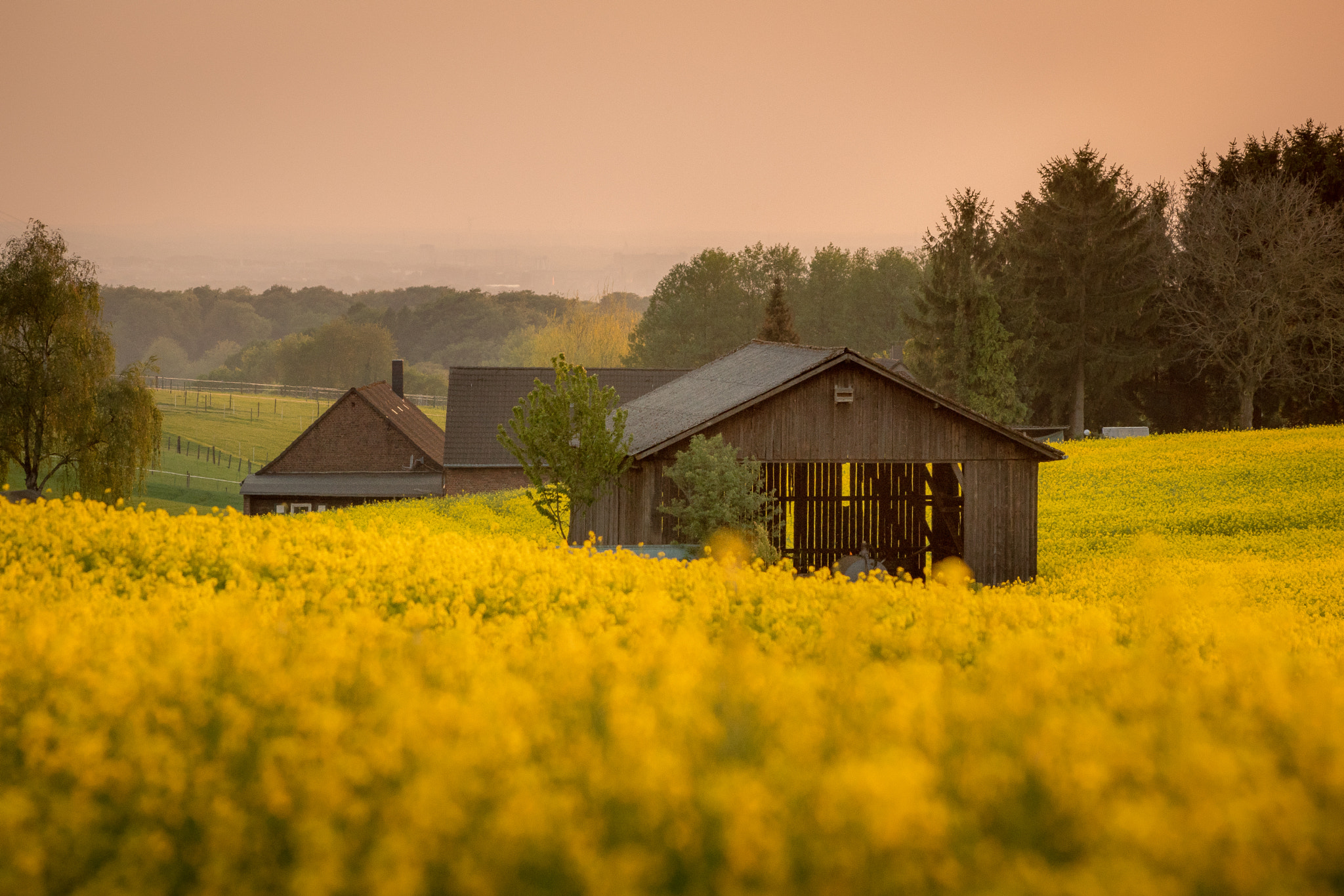 Sony SLT-A68 + Sigma 70-300mm F4-5.6 DL Macro sample photo. A barn in the rapeseed field photography