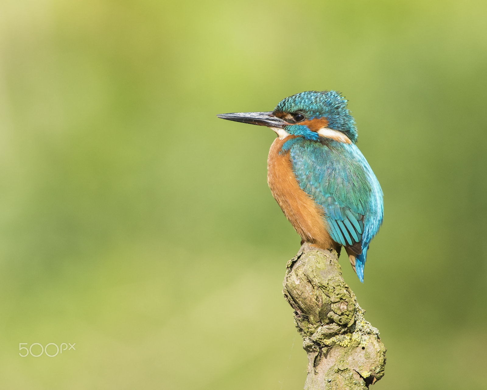 Nikon D810 + Sigma 500mm F4.5 EX DG HSM sample photo. Contemplation for the day photography