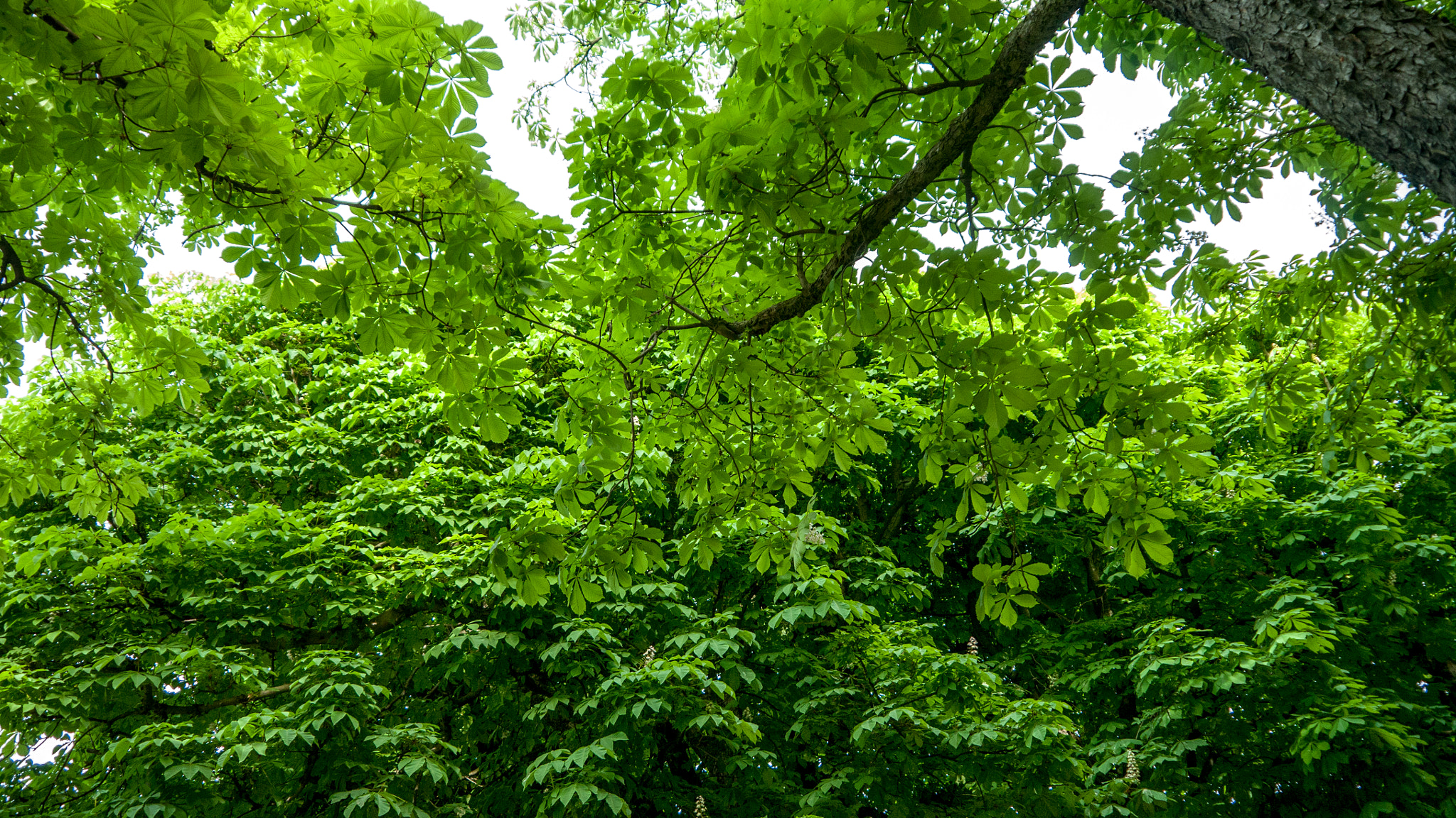 Panasonic Lumix DMC-GH1 + Panasonic Lumix G Vario 14-42mm F3.5-5.6 ASPH OIS sample photo. The green tree... photography