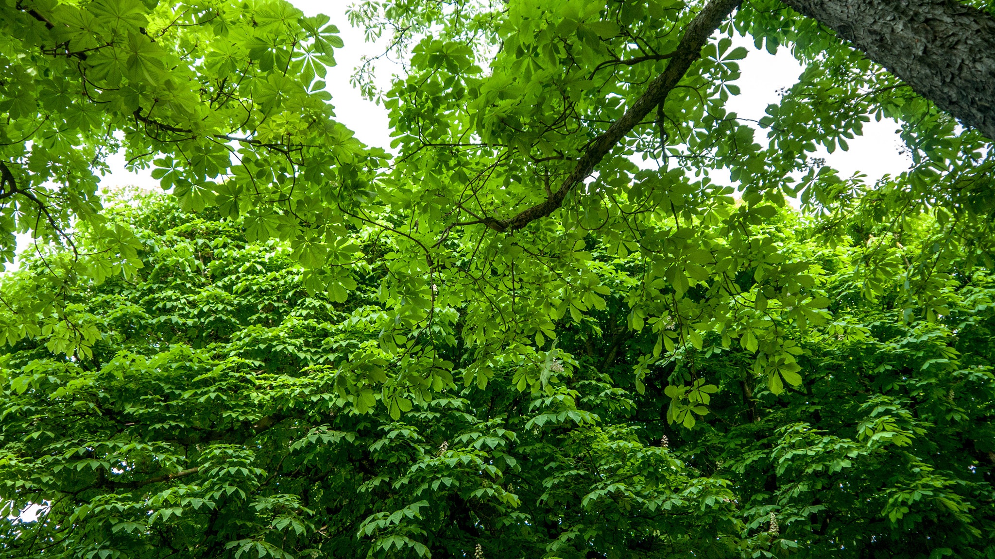 Panasonic Lumix DMC-GH1 sample photo. The green tree... photography
