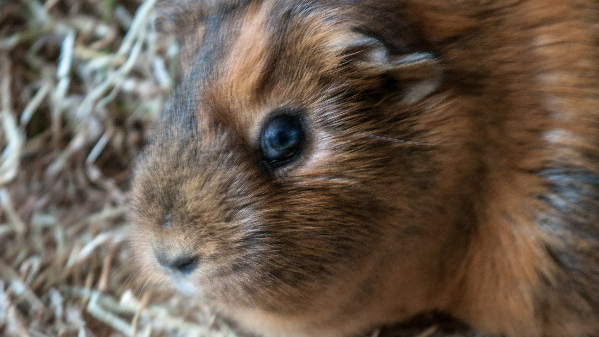 Panasonic Lumix DMC-GH1 sample photo. Ketty... photography