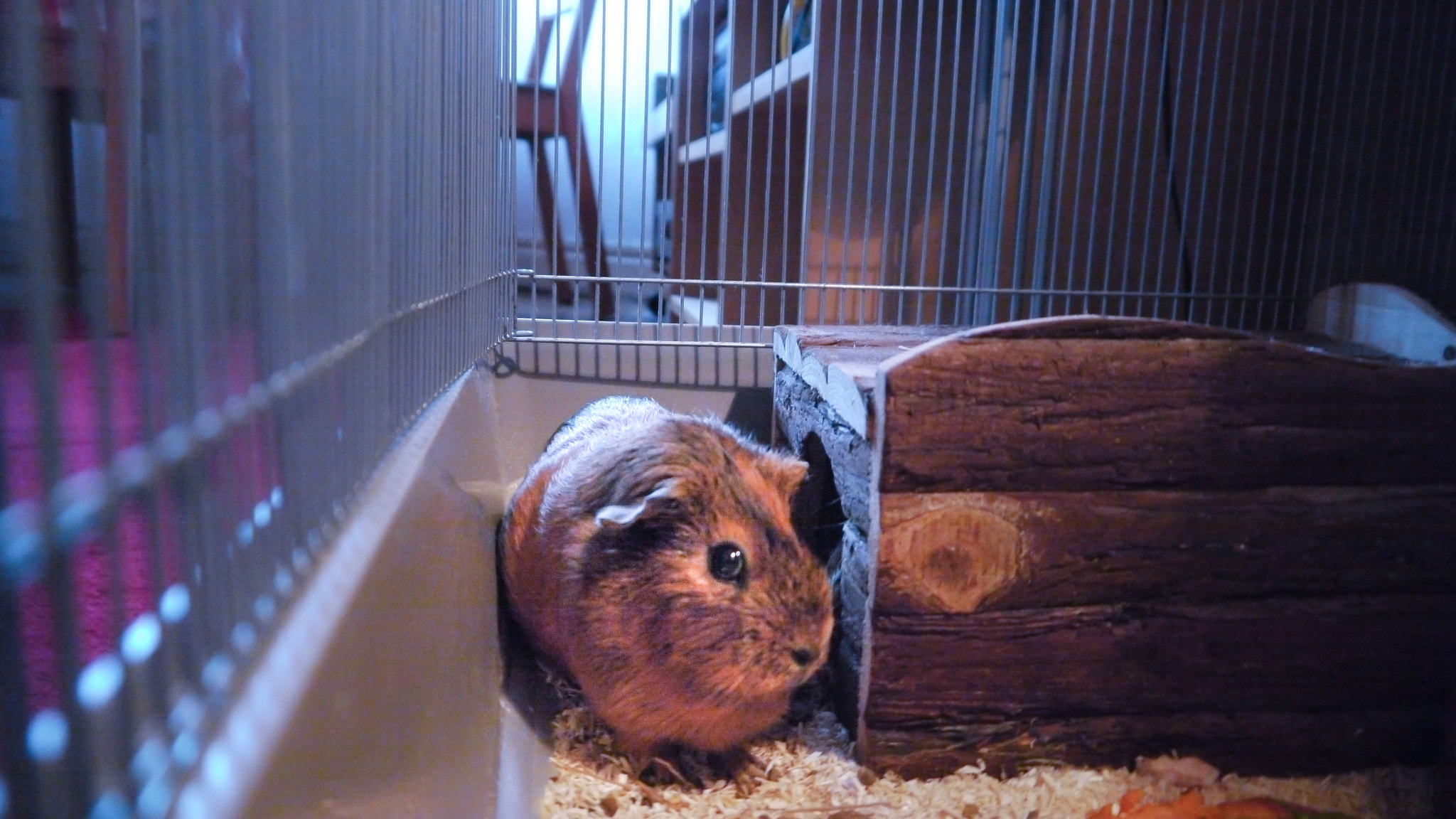 Panasonic Lumix DMC-GH1 sample photo. Ketty... photography