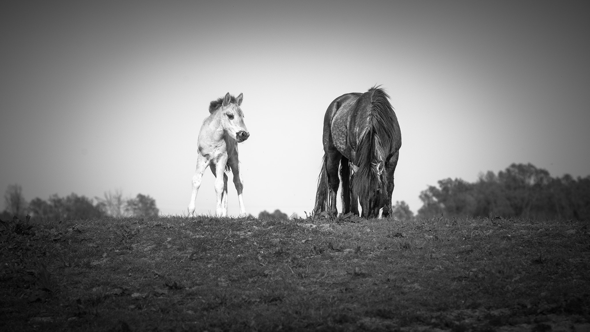 Canon EOS 5D + Canon EF 135mm F2.8 SF sample photo. Konik photography