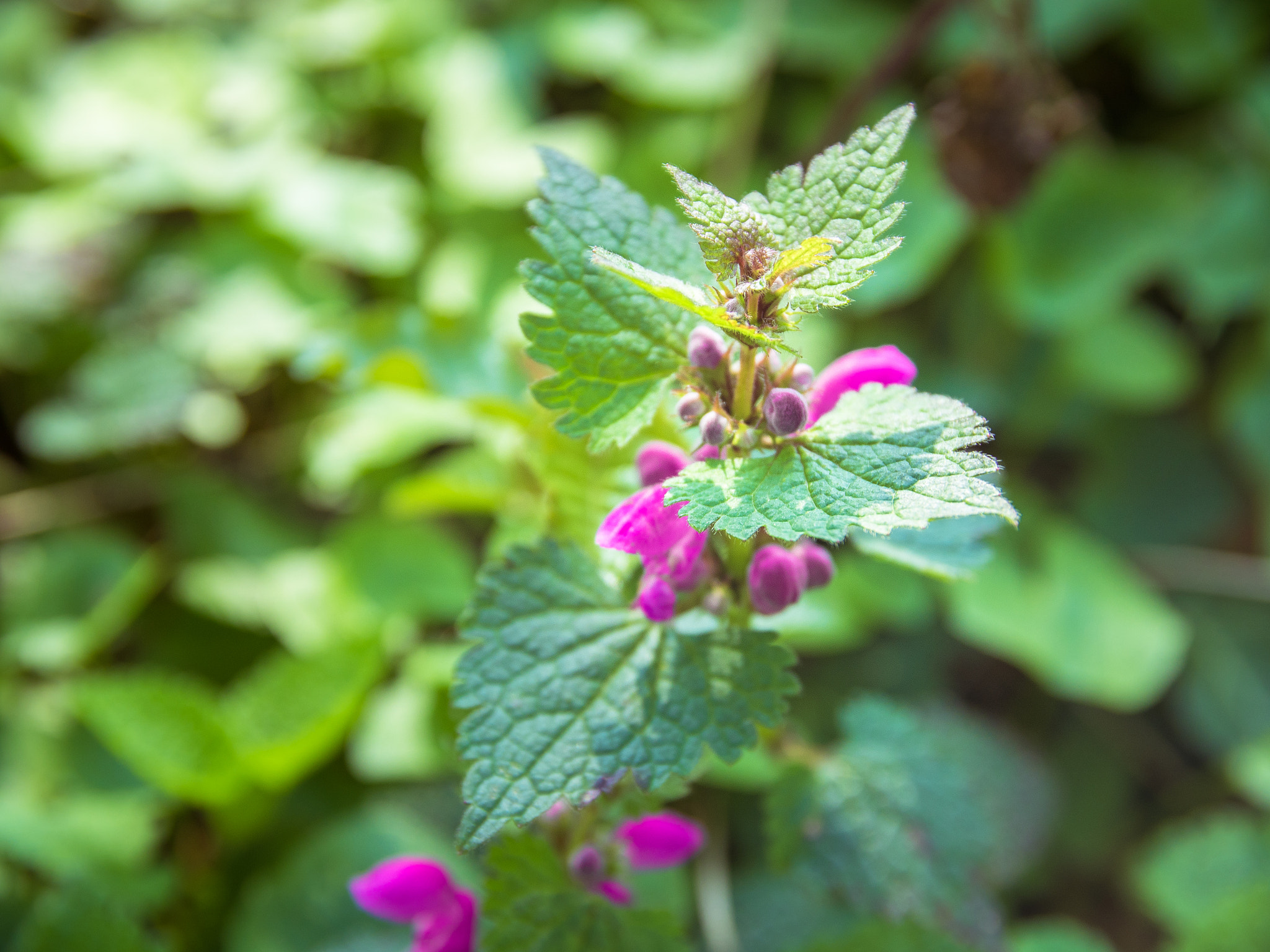 Panasonic Lumix DMC-GH4 sample photo. Springtime-nettle photography