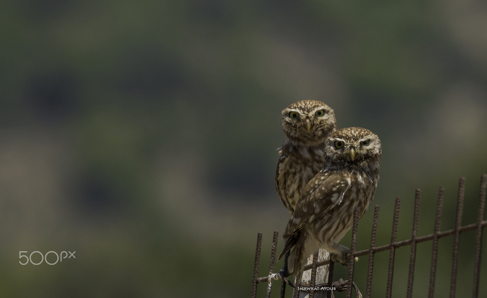 Canon EOS 70D + Sigma 50-500mm F4.5-6.3 DG OS HSM sample photo. Couple of beauty owl photography