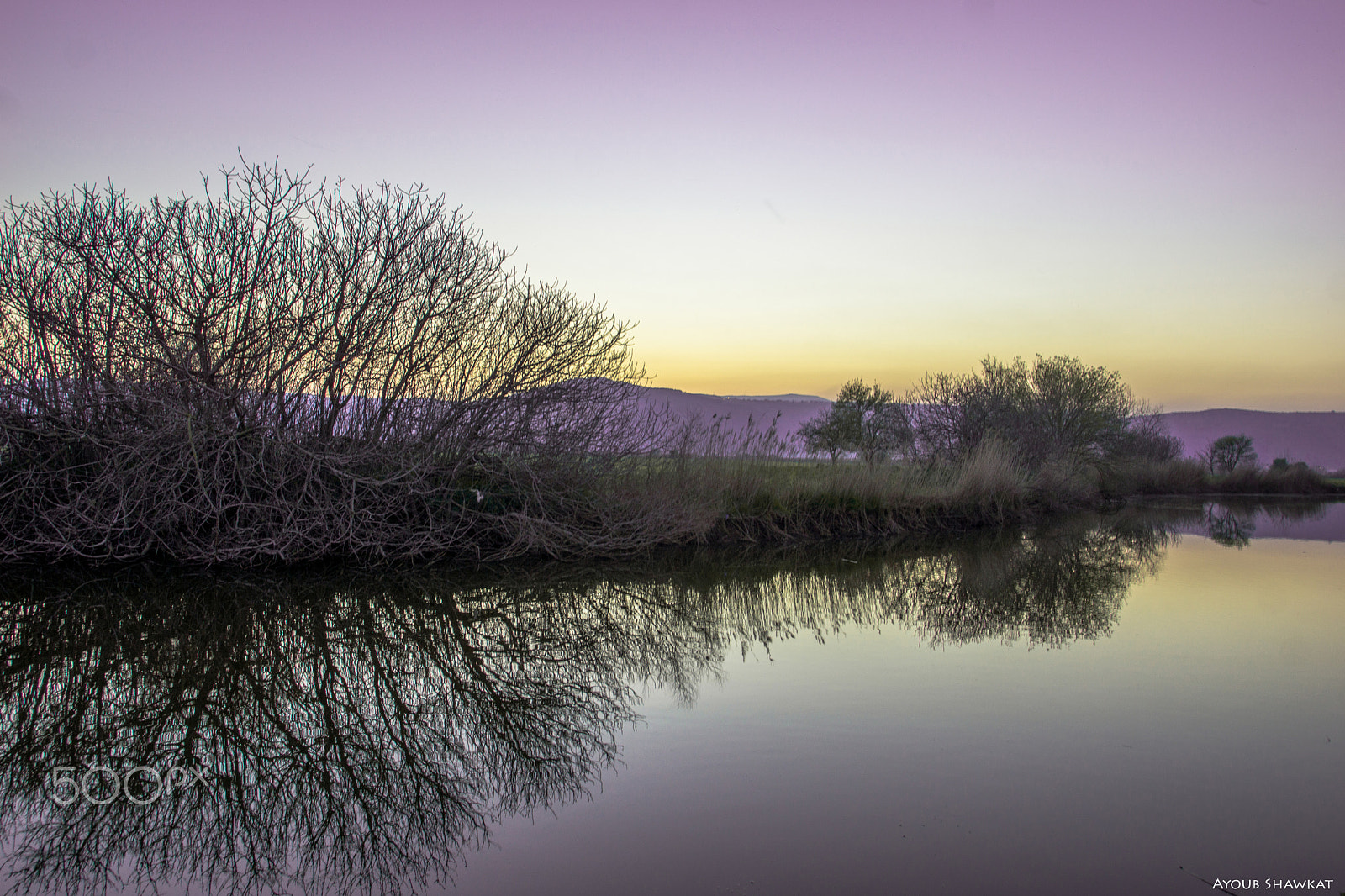 Sony SLT-A77 + Minolta AF 17-35mm F2.8-4 (D) sample photo. Couple of beauty owl photography