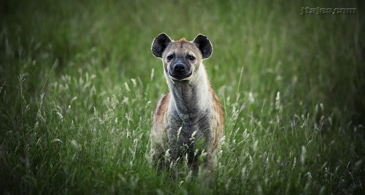 Canon EOS 5D + Canon EF 100-400mm F4.5-5.6L IS USM sample photo. Hyena photography