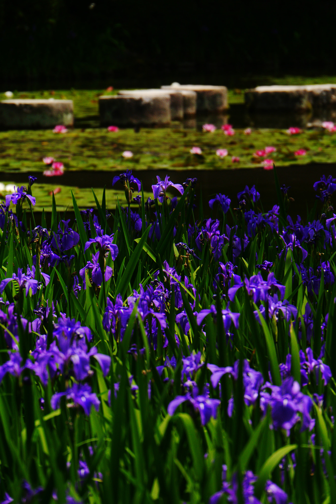 Panasonic Lumix DMC-GX1 sample photo. Summer in kyoto photography