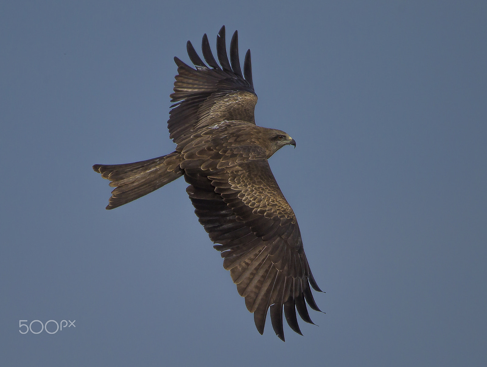 150-600mm F5-6.3 DG OS HSM | Sports 014 sample photo. Up photography