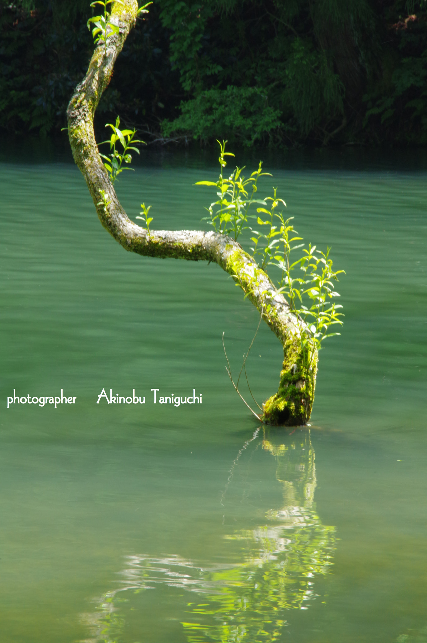 Tamron AF 18-200mm F3.5-6.3 XR Di II LD Aspherical (IF) Macro sample photo. Wood photography