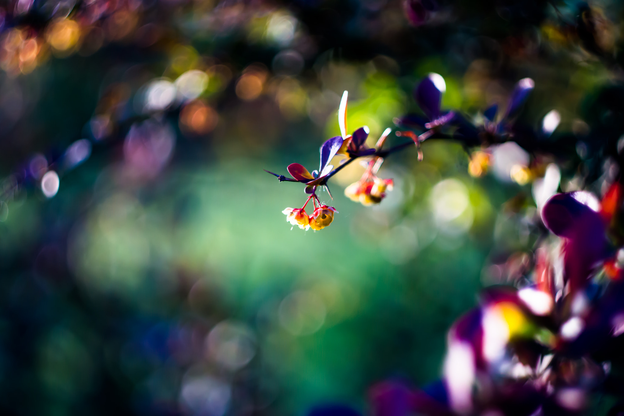 Sony SLT-A77 + Minolta AF 50mm F1.7 sample photo. Berberys photography