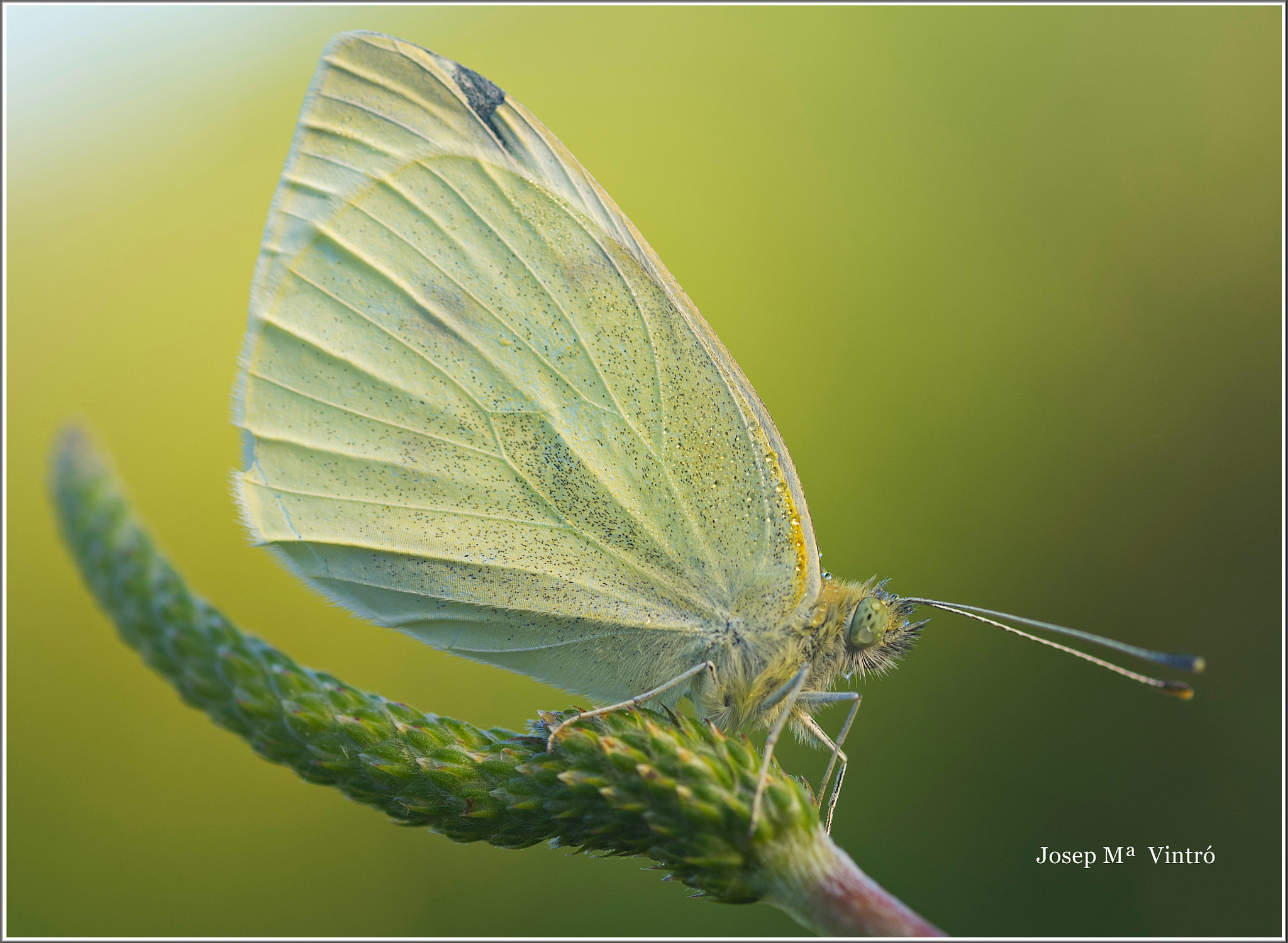 Nikon D750 + AF Micro-Nikkor 105mm f/2.8 sample photo. Photo a photography