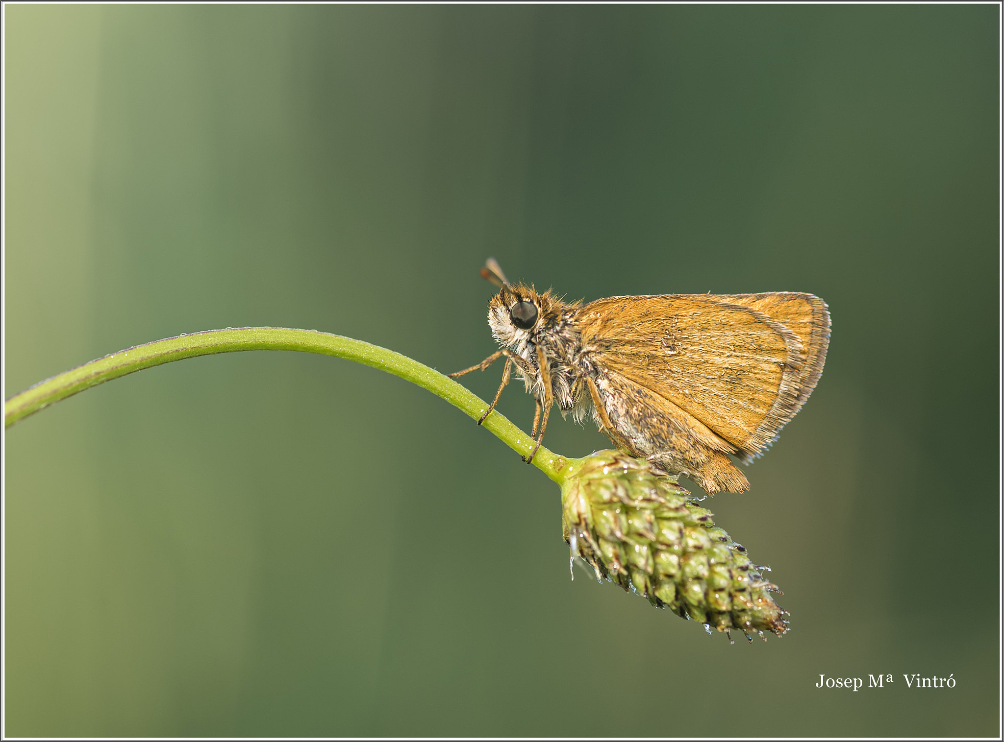 Nikon D750 + AF Micro-Nikkor 105mm f/2.8 sample photo. Photo a photography