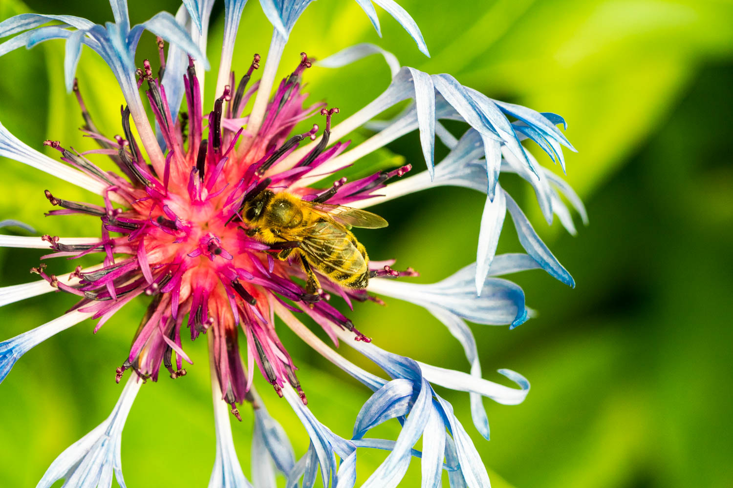 Sony a6300 + Sony FE 90mm F2.8 Macro G OSS sample photo. Garten photography