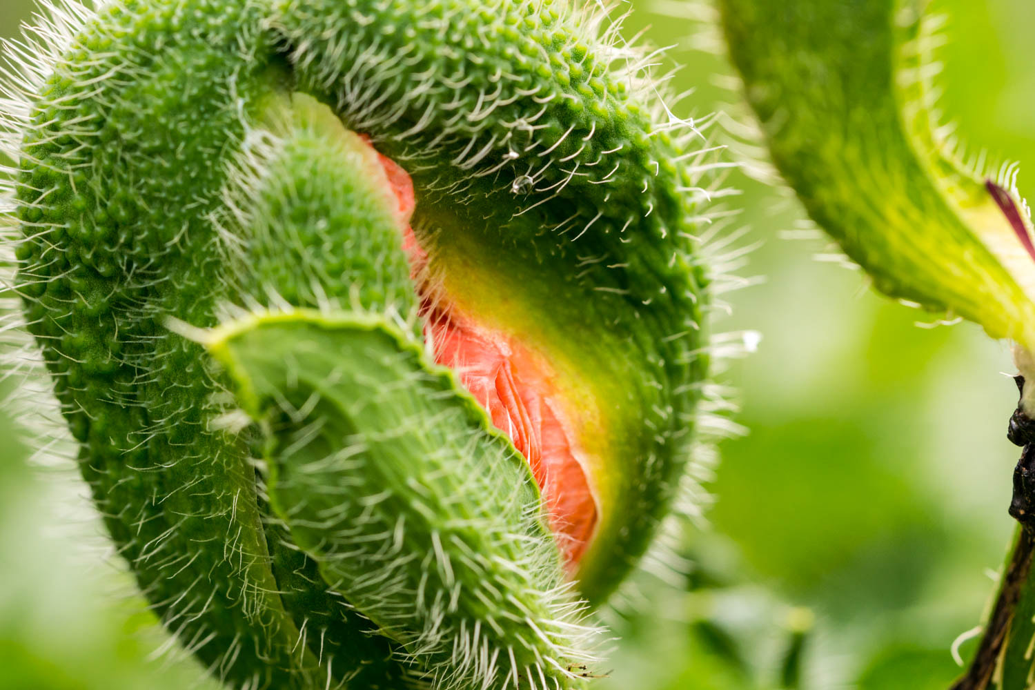 Sony a6300 + Sony FE 90mm F2.8 Macro G OSS sample photo. Garten photography