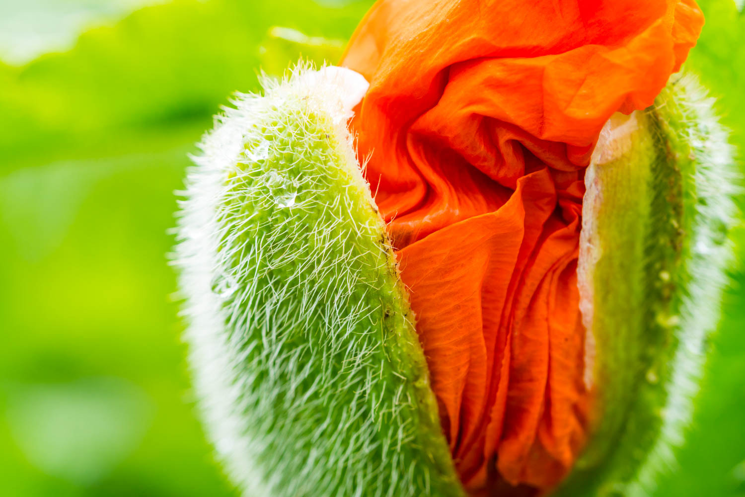 Sony a6300 + Sony FE 90mm F2.8 Macro G OSS sample photo. Garten photography