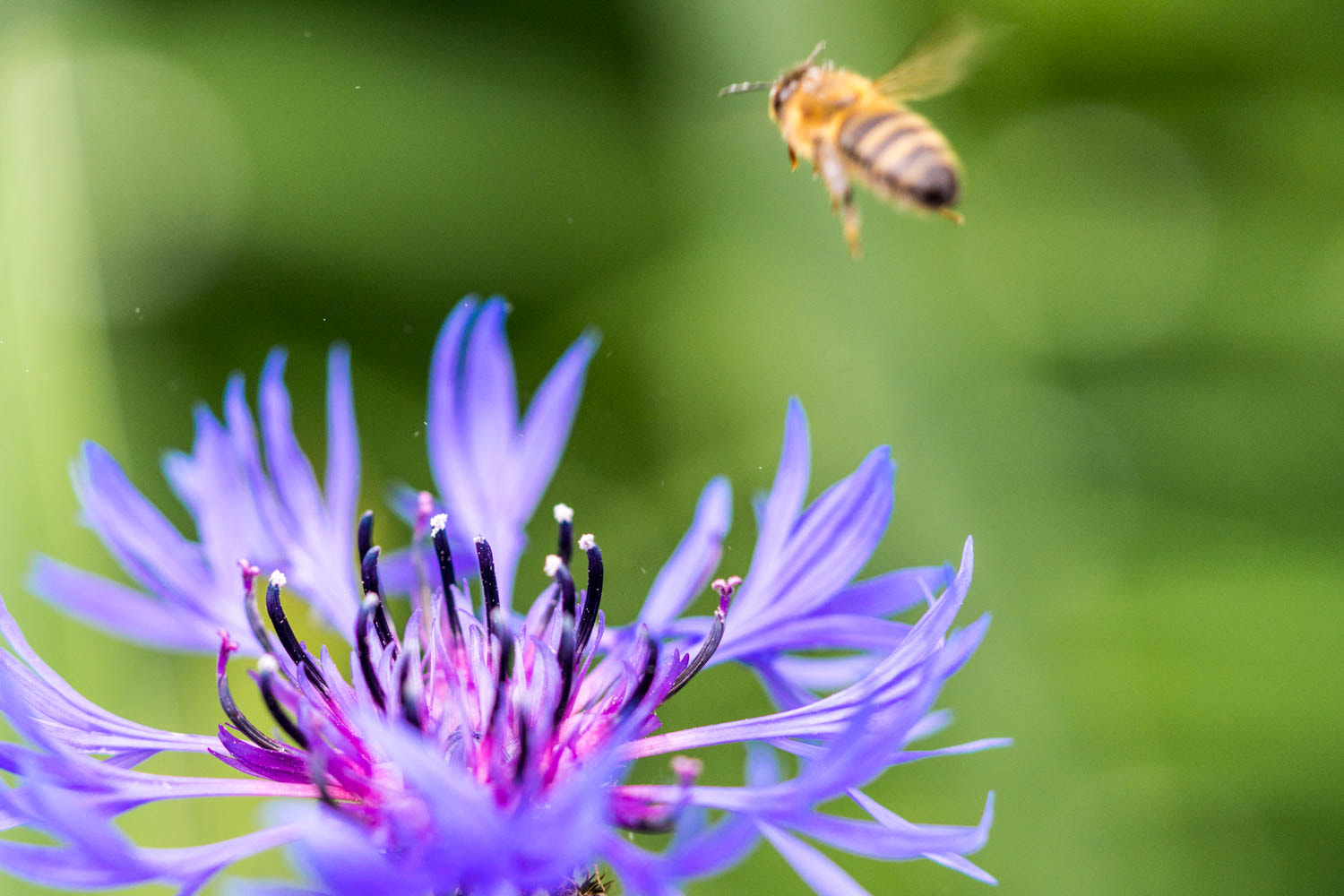 Sony a6300 + Sony FE 90mm F2.8 Macro G OSS sample photo. Garten photography
