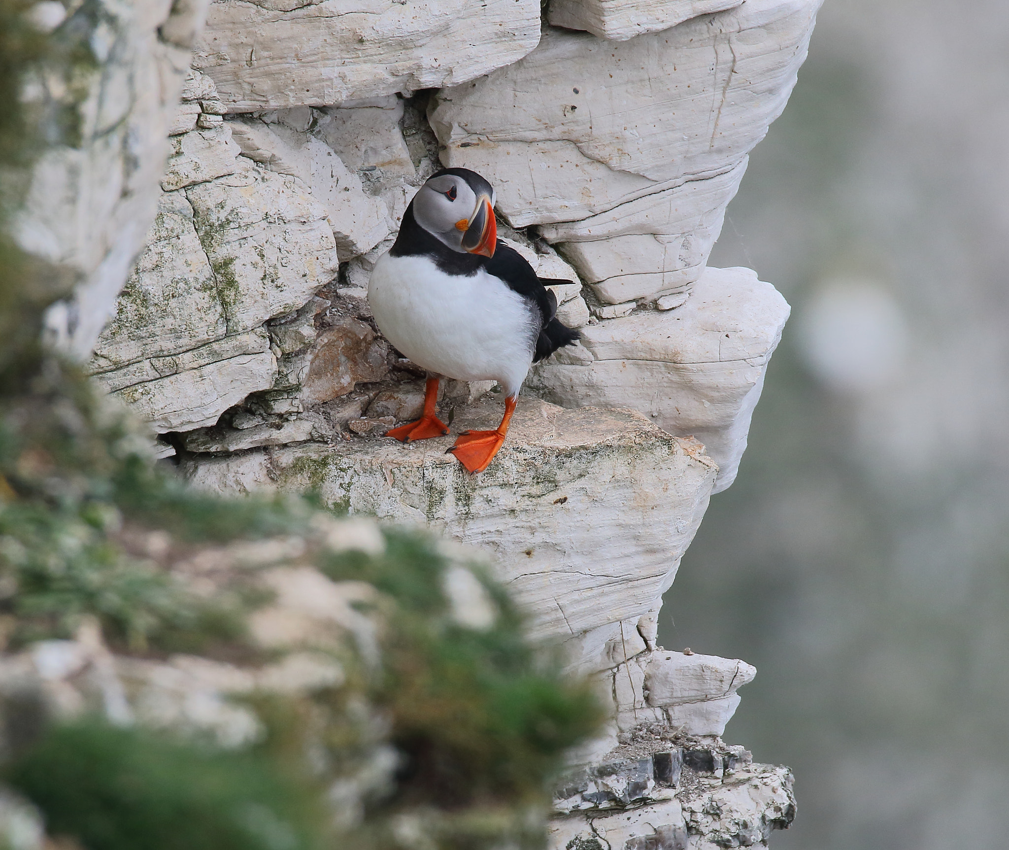 Sigma 150-600mm F5-6.3 DG OS HSM | S sample photo. Atlantic puffin photography