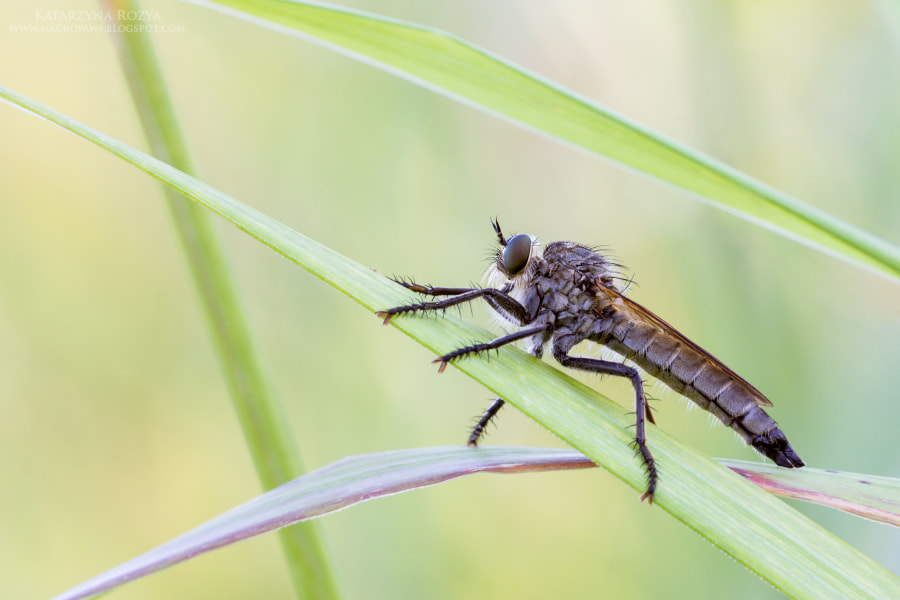 Sigma APO Macro 150mm f/2.8 EX DG HSM sample photo. Kite-tailed robberfly photography