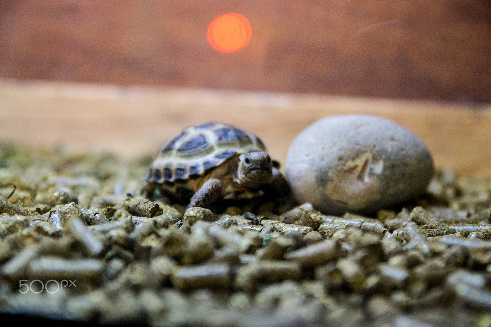 Nikon D3100 + Sigma 18-50mm F2.8 EX DC Macro sample photo. Tiny tortoise photography