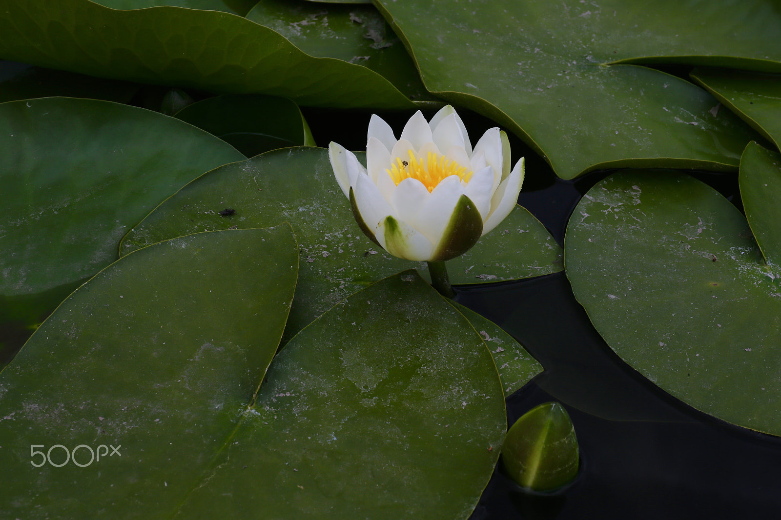 Canon EF 24-70mm F4L IS USM sample photo. Кувшинка photography