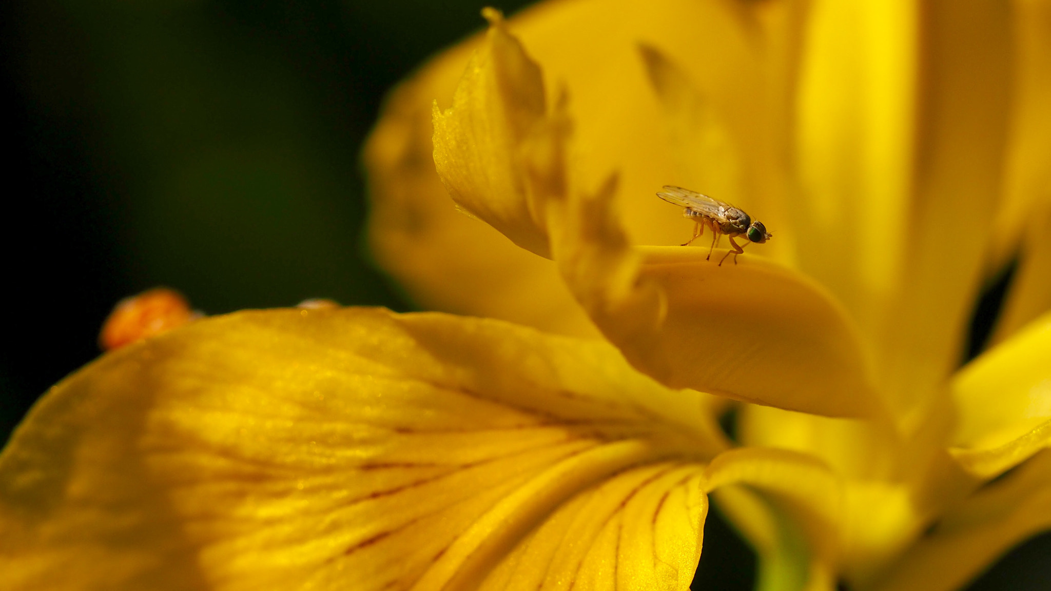 Olympus PEN E-PL7 sample photo. Yellow flag photography
