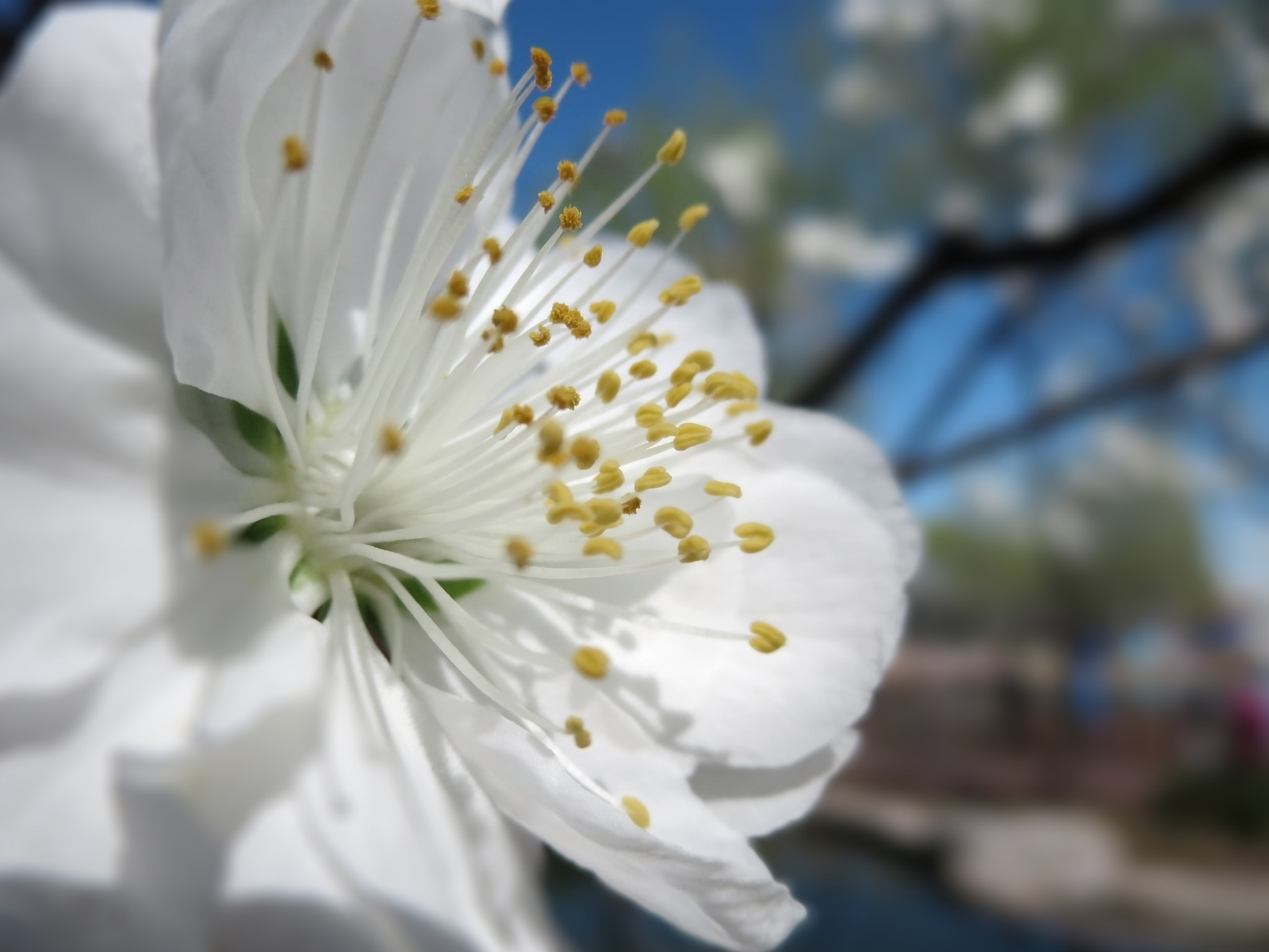 Canon PowerShot ELPH 330 HS (IXUS 255 HS / IXY 610F) sample photo. White flowers photography
