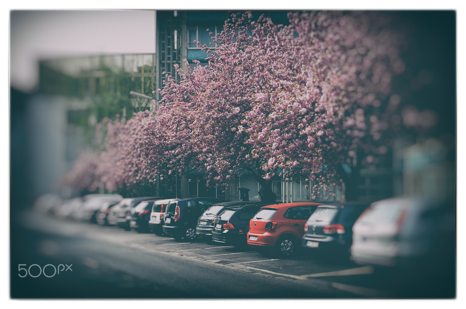 Nikon D300S + Nikon AF-S Nikkor 35mm F1.8G ED sample photo. Springtime photography