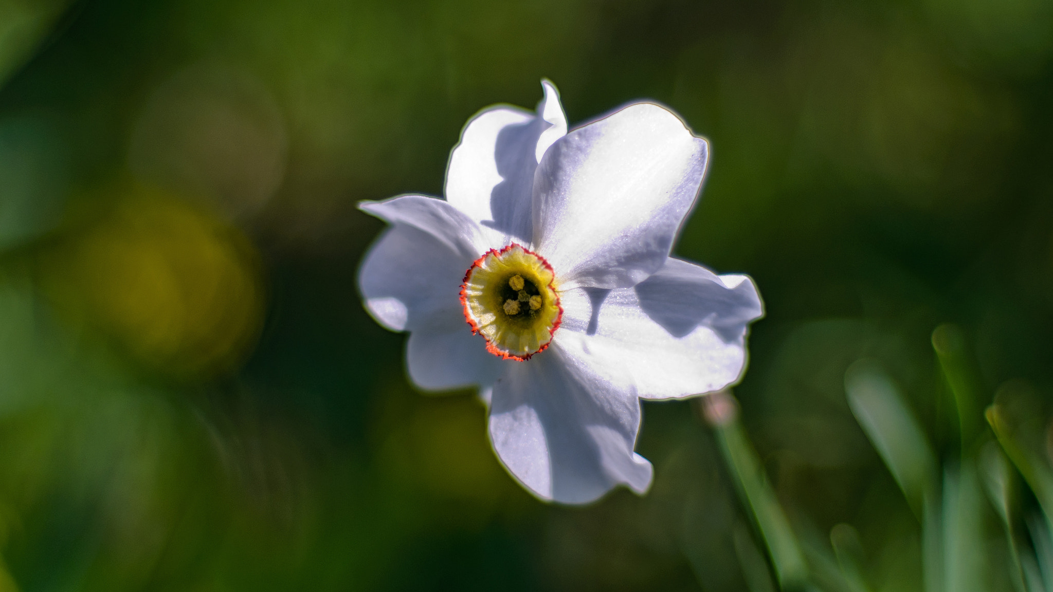 Nikon D5000 + Nikon AF Nikkor 50mm F1.8D sample photo. Another one perfect narcissus photography