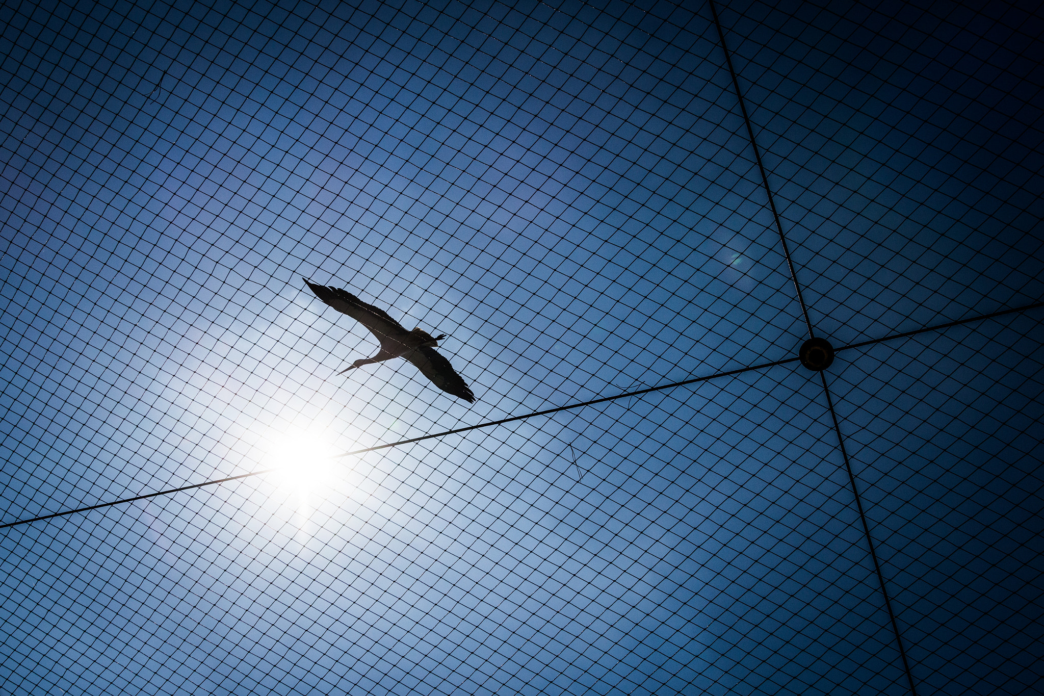Sigma 24-105mm f/4 DG OS HSM | A sample photo. Bird photography