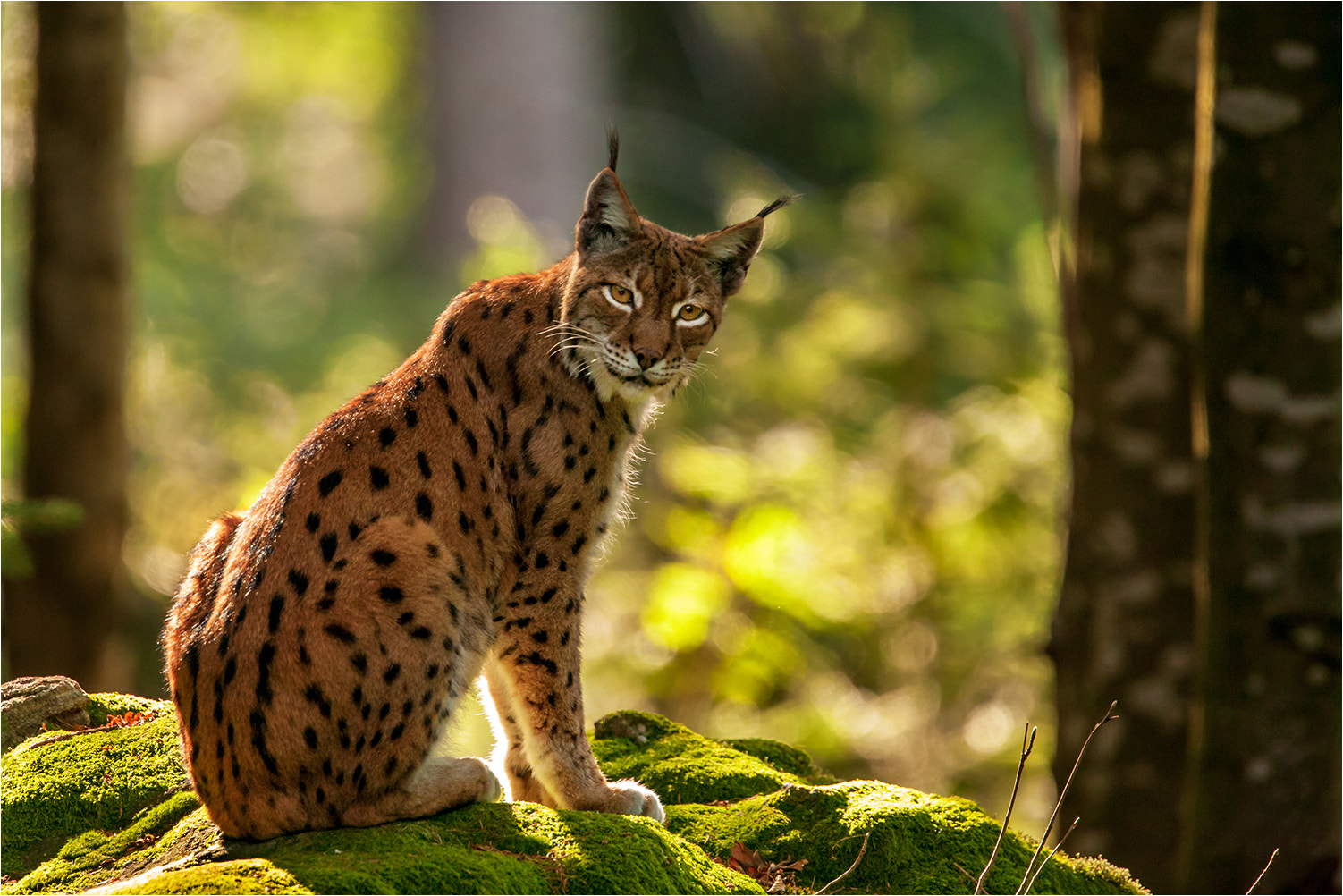 Canon EOS 5D + Canon EF 500mm F4L IS USM sample photo. The king on his throne photography