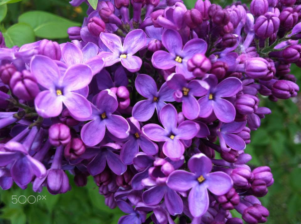 lilas