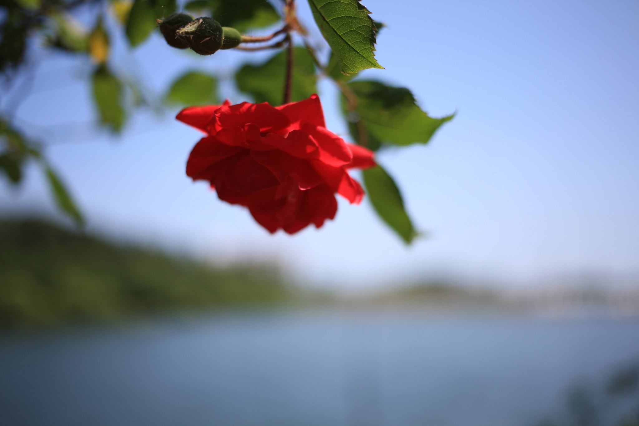 Canon EOS-1Ds Mark III sample photo. Rose photography