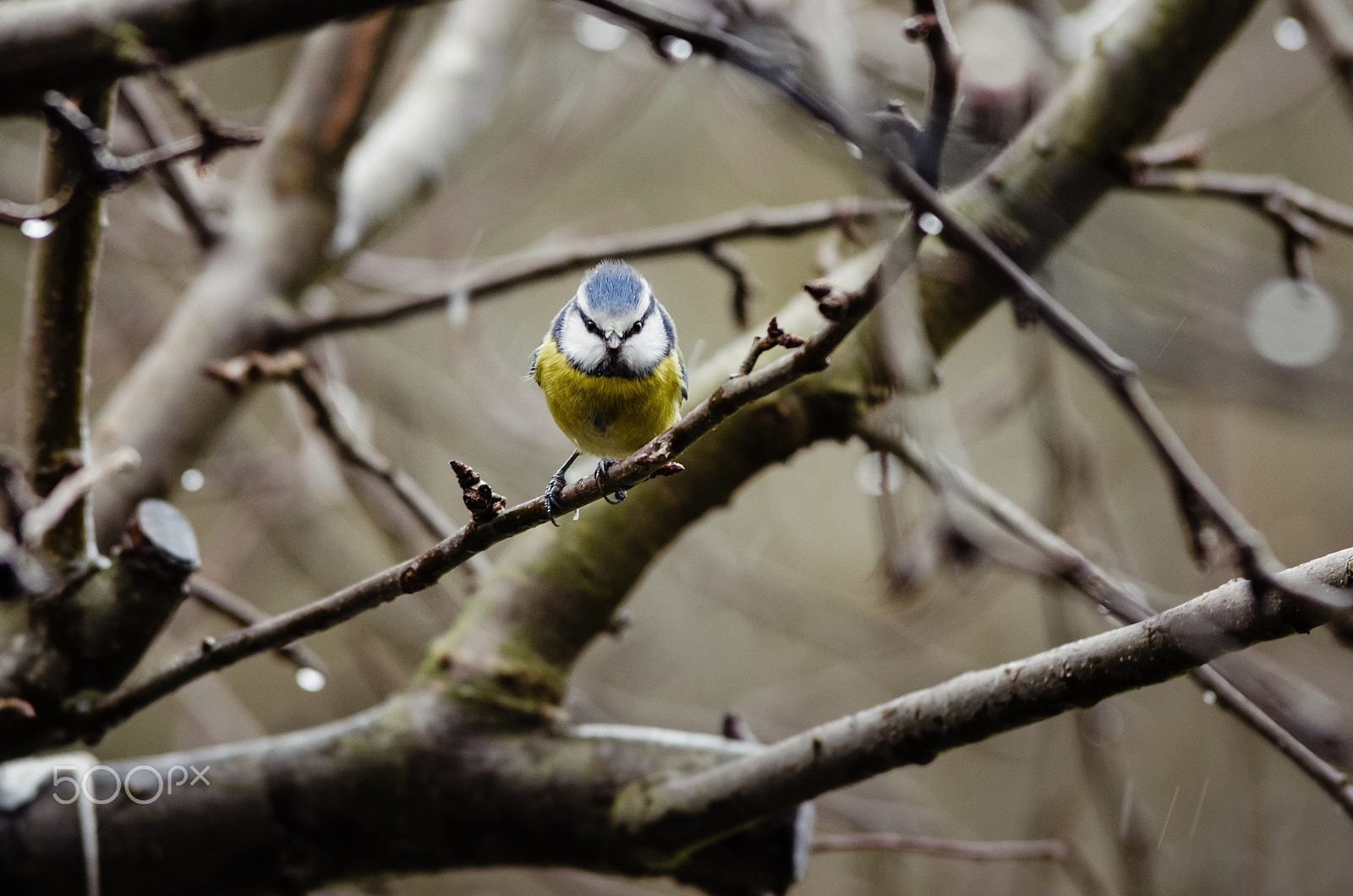 Pentax K-5 II sample photo. Eurasian blue tit photography