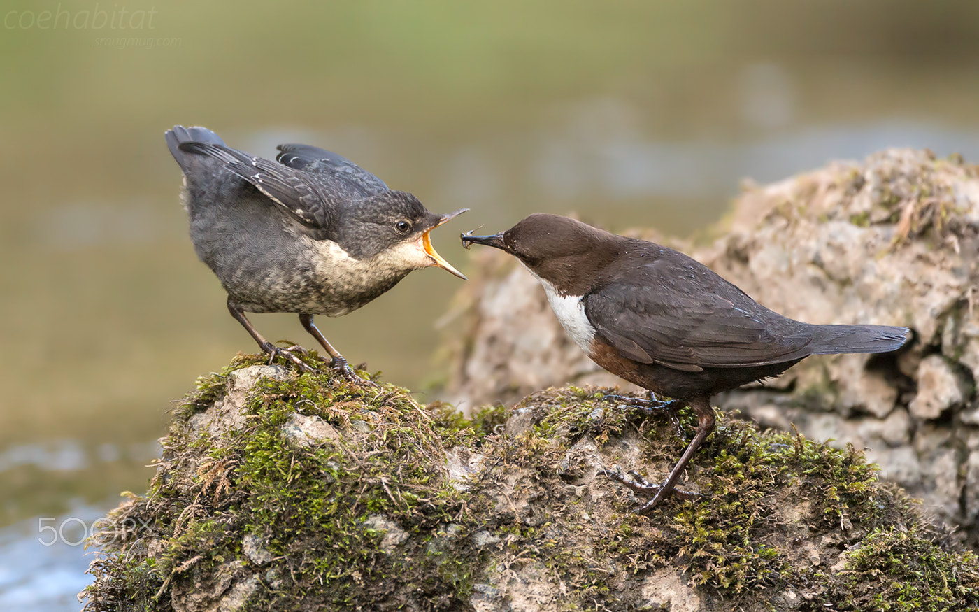 Nikon AF-S Nikkor 200-400mm F4G ED-IF VR sample photo. Feeding time photography