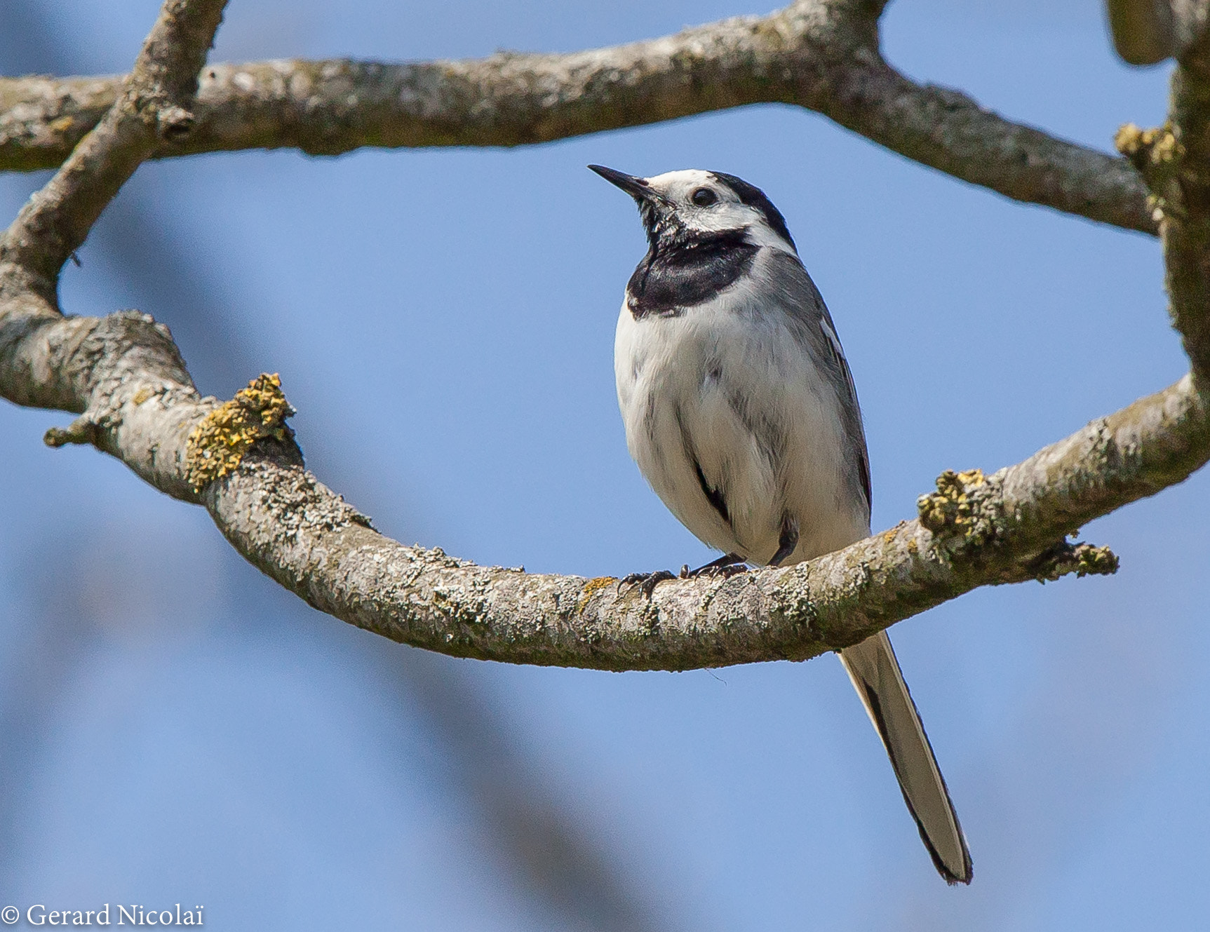 Canon EF 300mm F2.8L IS USM sample photo. White wagtail photography