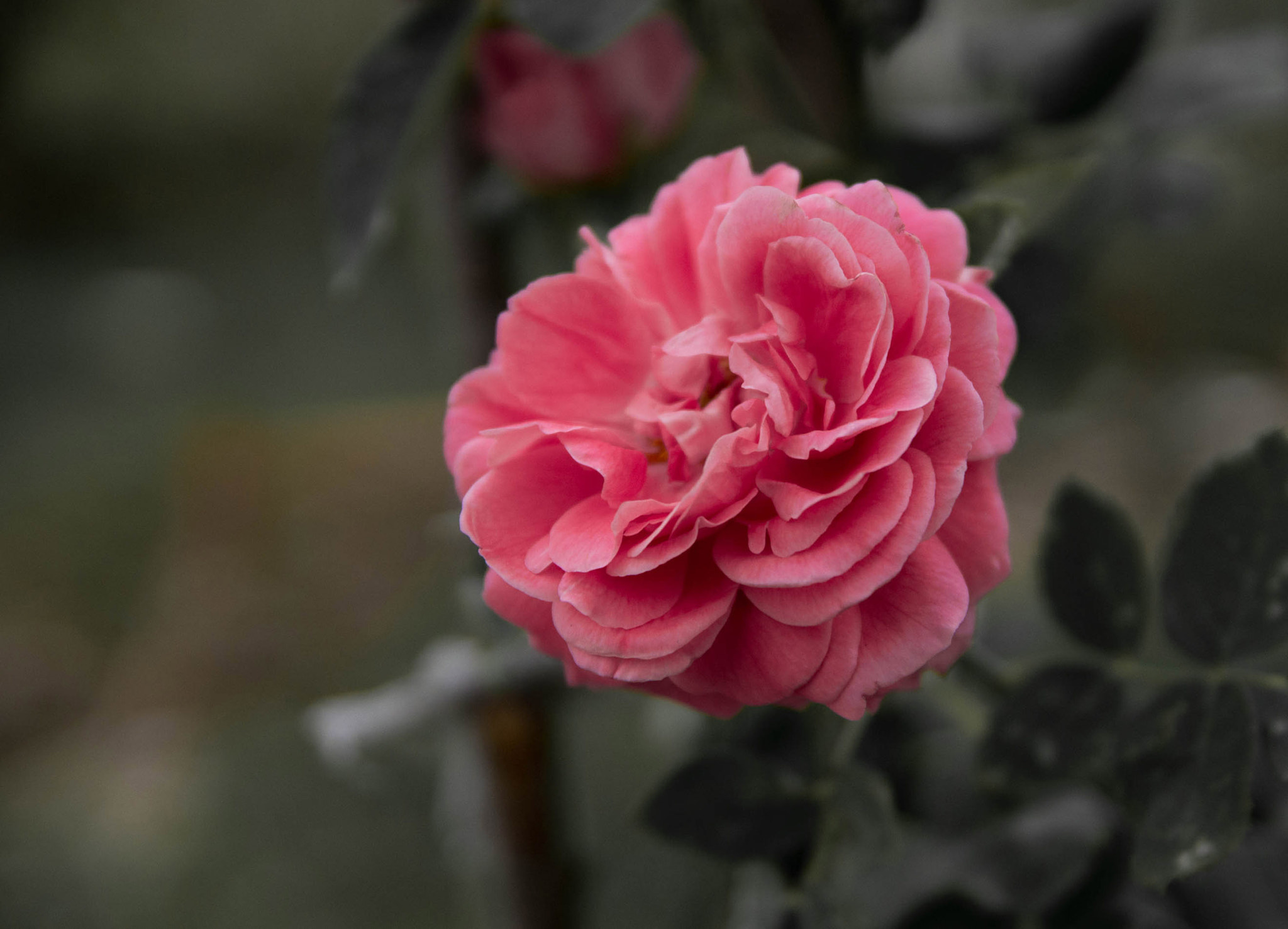 Sony SLT-A37 sample photo. Rose photography